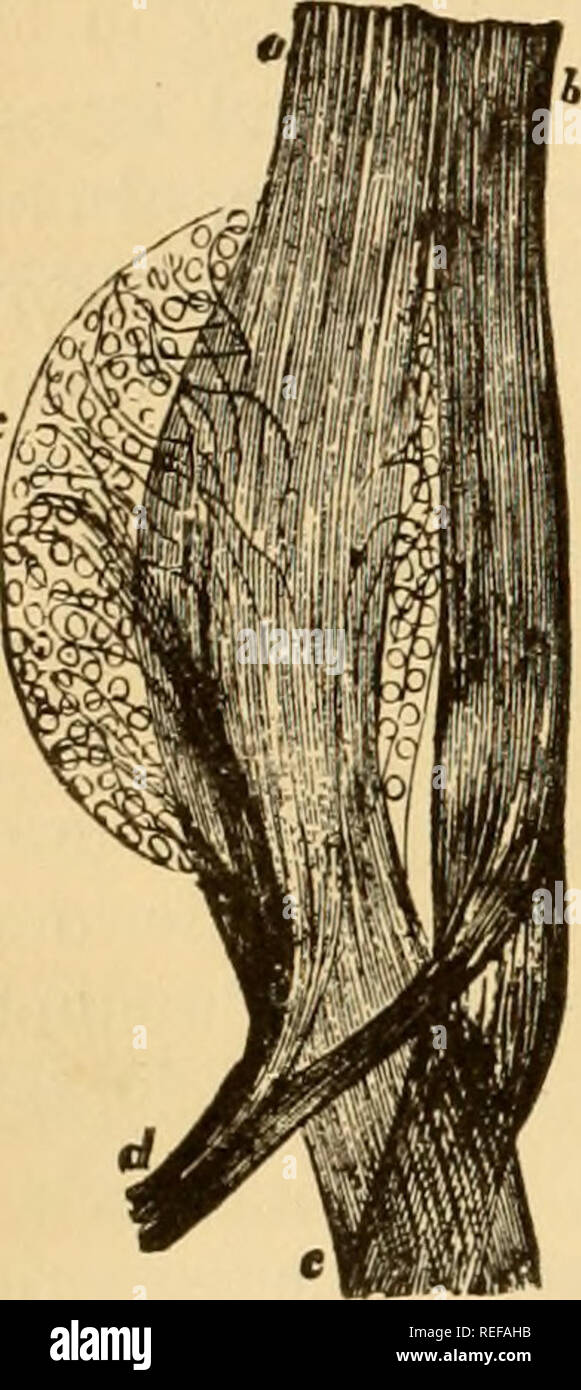 . L'anatomie comparée des animaux domestiques. Chevaux ; anatomie vétérinaire. 854 LES NERFS. manière générale, en raison de leur diversité, chaque région de la colonne vertébrale. "Nous allons les étudier successivement ia if. 464.. L'Article I.-nerfs (8 paires). Branches supérieure.-Le premier (le Willis de éruptions exanthémateuses transitoires) passe à travers le trou supérieur de l'atlas, en compagnie de l'artère cérébro-spinale. Il arrive dans l'espace entre la petite obhque muscle de la tête et la face postérieure des muscles droits, et se divise en plusieurs branches divergentes immédiatement, qui sont distribués à la Banque D'Images