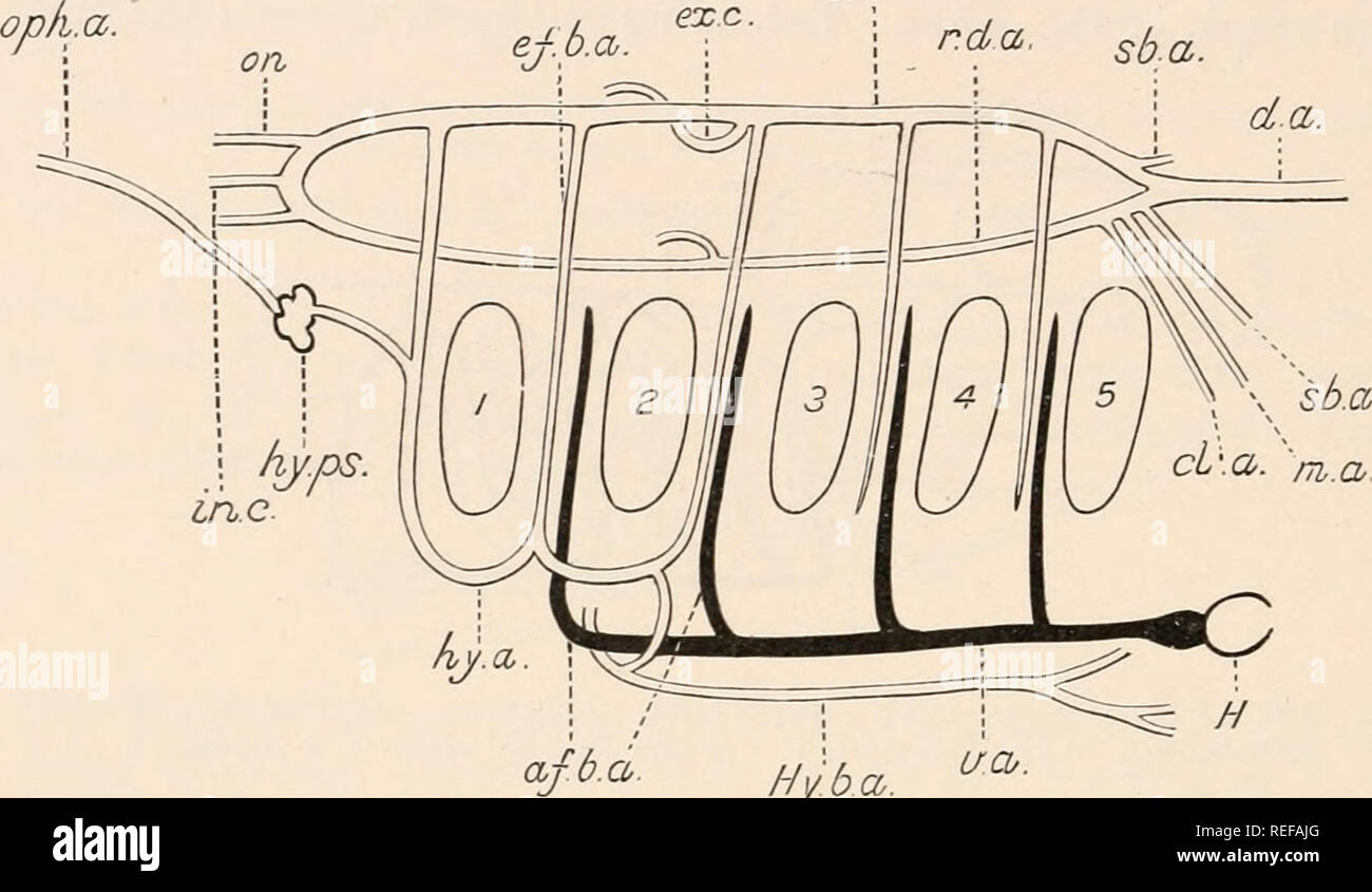 . L'anatomie comparée des vertébrés. L'anatomie, les vertébrés ; comparatifs. 416 anatomie comparative à partir de l'aorte dorsale se présentent (pariétal, intercostaux et cceliac}, lombaire, mésentériques, et artères urogénital, fournissant les murs et les viscères du corps- respectivement. Tous ces varient grandement en nombre et taille relative : ainsi, par exemple, il y a parfois une seule artère mésentérique-coeliaco, parfois une creliac, et d'une ou plusieurs artères mésentériques (Figs. 322 et 323).1 Les artères rénales et yenital aussi varier en nombre et disposition. Toutes les branches de l'aorte dorsale, cependant, pré Banque D'Images