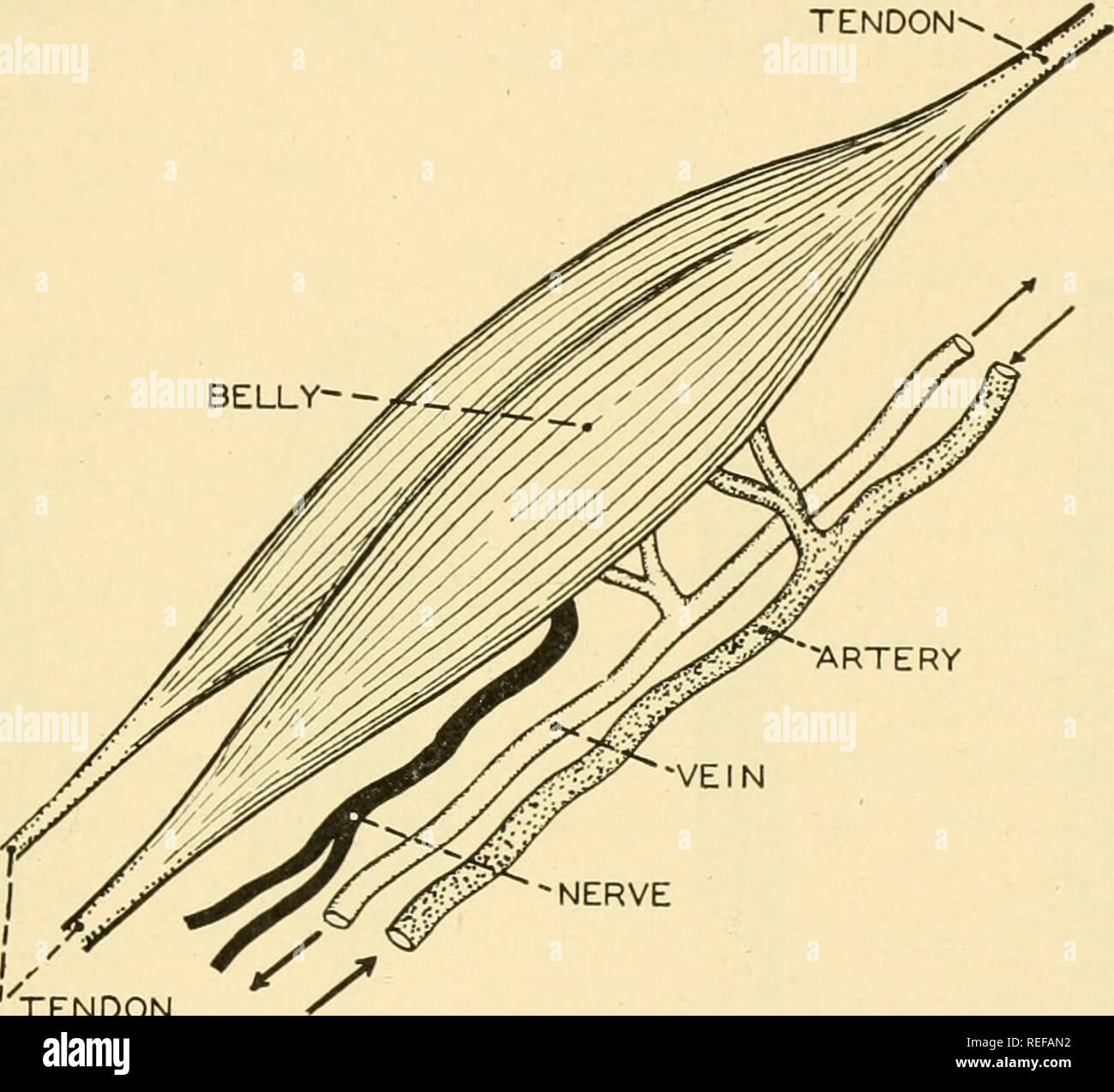 . L'anatomie comparée. Anatomie, comparatif. Chapitre 7 LE SYSTÈME MUSCULAIRE Le système musculaire d'un vertébré active représente près de la moitié de l'ensemble du corps-poids, dans l'homme sHghtly plus de quarante pour cent. Un muscle peut faire seulement une chose-contrat. Il ne peut pas s'étendre, et ayant une fois contracté, doit être tiré de sa longueur au repos par un ou plusieurs muscles antagonistes. Chaque muscle squelettique est composé d'une partie charnue du ventre --- tendon. "Veine artère Fig. TENDON NERF 215.-Un schéma du muscle biceps prise comme un muscle typique, montrant ses relations vasculaires et nerveux. Chaque muscle squelettique i Banque D'Images