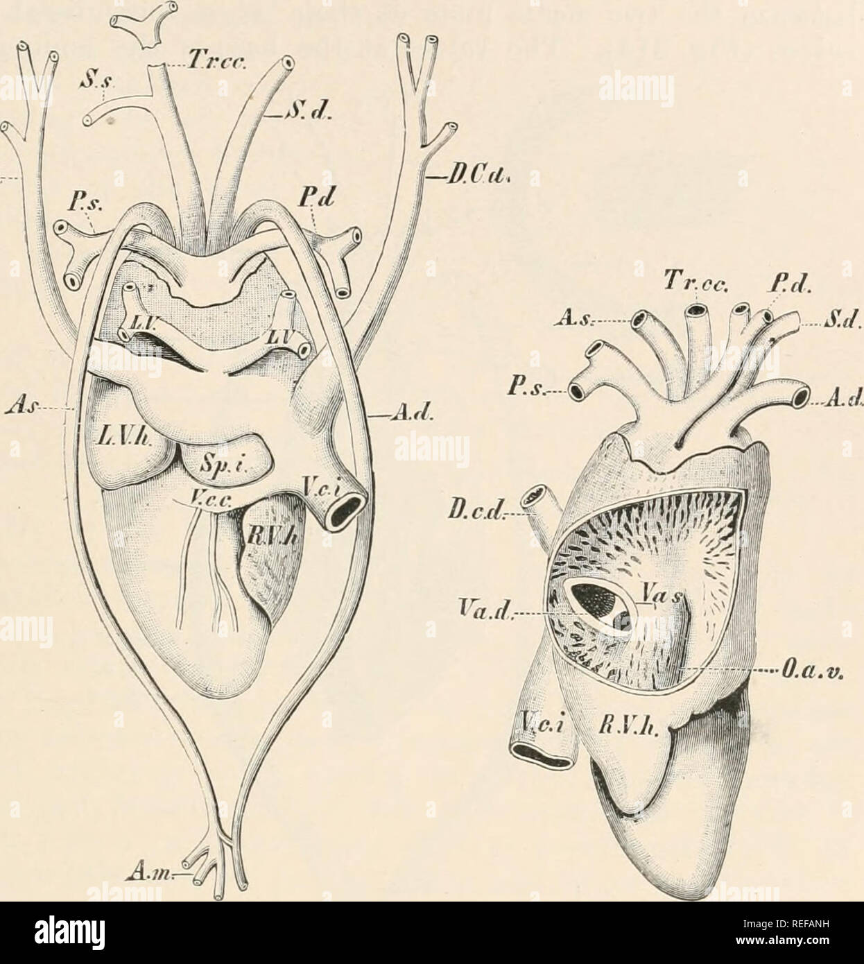 . L'anatomie comparée des vertébrés. L'anatomie, les vertébrés ; comparatifs. Coeur 409 composé à son origine de deux arches, centrées sur l'un de l'autre (Lacerta, fig. 310, A), ou de l'un seulement (certains lézards, serpents, tortues et crocodiles, Figs. 310, B, 312), à partir de laquelle la carotide découle directement. La gauche et droite arcs aortiques J).C.S •^m m. A. FIG. 31-2. FIG. 313. FIG. 31'2.-CŒUR D'UN rovodilun itiloticiis L'JEUNES. À partir de la face dorsale. (Après Rose.) UN&lt;1 et ^4*, droit et gauche arcs aortiques ; A.m, artère mésentérique ; L.V.Li, K. V.H, oreillettes droite et gauche ; S.D, S.s, ar sous-clavière Banque D'Images