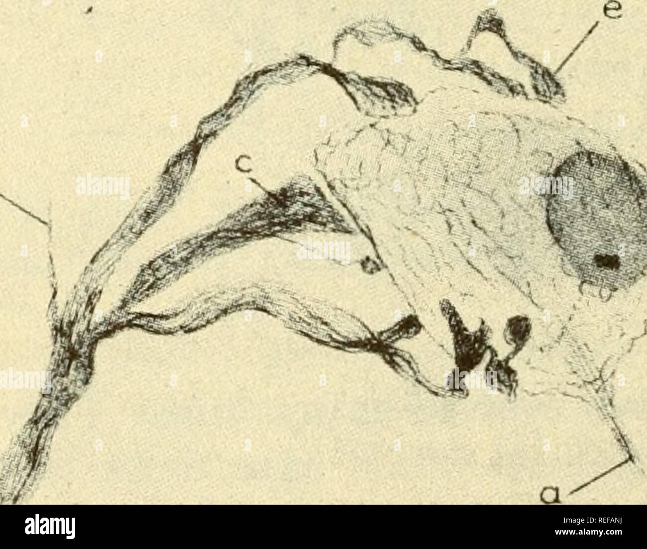 . Physiologie animale comparée. La Physiologie, physiologie ; comparatif, comparatif. --^^5^--^^. Par lb Fig. 297. Figures de l'polysynaptic les jonctions. Les terminaisons des axones, d'une dendrite d'un géant sur la cellule de Mauthner poisson-chat, Ameiurus. D Bartelmez et Hoerr.** B, ramification axone se terminant en bulbes et terminaisons club sur une cellule dans le noyau de l'oculomoteur gold- poisson. De Bodian."^ et panier synapses (jonctions) polysynaptic les branches de plusieurs axones convergent vers un neurone récepteur, et l'actif total surface de la re- récepteurs neurone est beaucoup plus grande que celle de tout un axo entrants Banque D'Images