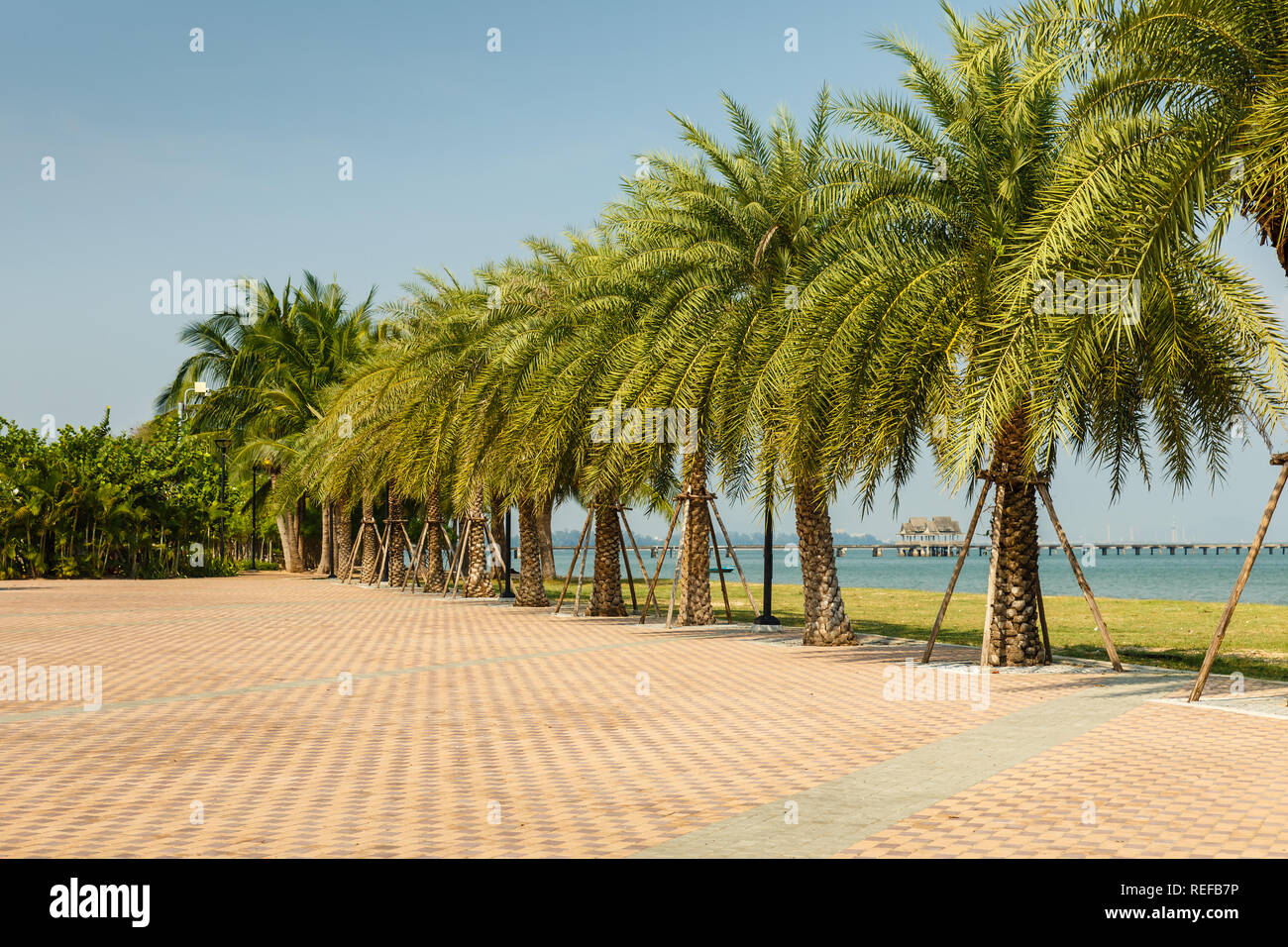 Allée de palmiers sur la côte du Golfe de Siam, beau paysage Thaïlande Banque D'Images