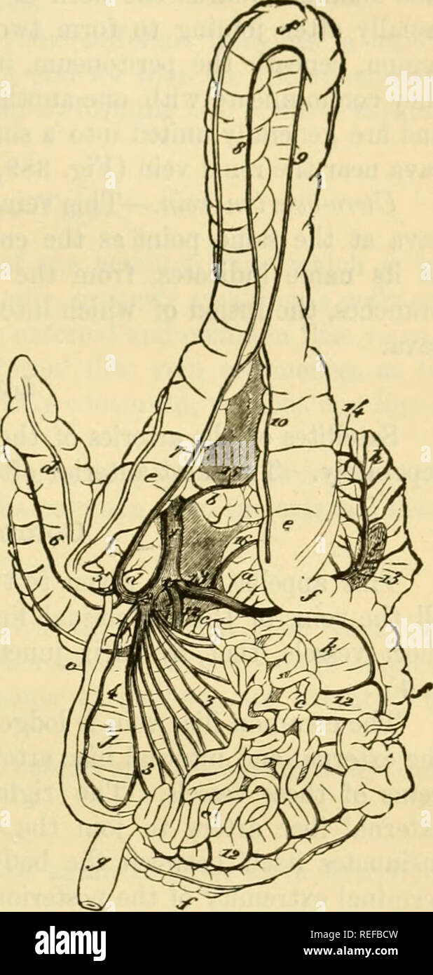. L'anatomie comparée des animaux domestiques. Chevaux ; anatomie vétérinaire. POSTEIIIOR la veine cave. 707 gastro-omentale droite, recevant son yastric ou voie de la rate, et hrancheSy omentales et se joindre à la partie postérieure après passage mésentérique au-dessus de l'extrémité gauche du pancréas, et d'obtention de l'extension .q Veine gastrique postérieure (Fig. 390, 16). 2. collateeal affluents de la Vena^ Port. A. gastro-omentale droite ou Gas- tro-graisse épiploïque veine (Fig. 890, 15).-Nous savons déjà que l'artère hépatique, avant de pénétrer dans le foie, dégage branches pancréatiques, une branche du pylore, et un l'omentum gastro- Banque D'Images