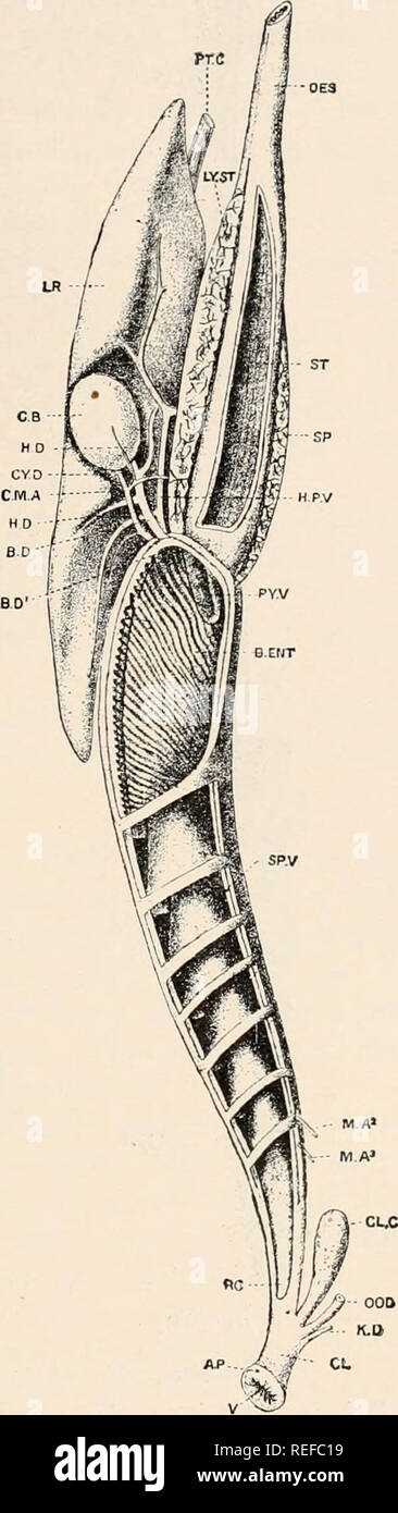 . L'anatomie comparée des vertébrés. L'anatomie, les vertébrés ; comparatifs. Un "FiG. 246.-CANAL ALIMENTAIRE DE LA PERCHAUDE. ., De l'anus ; Ap, p} cajca ; ED'loric, rectum ; M, l'estomac, avec cajcal processus (t) et court région pylorique (P-P) ; MD, petit intestin ; Oe, de l'oesophage.. FIG. 247. FIG. 247.-CANAL ALIMENTAIRE ET DES APPENDICES DE Protopterus. annectenx (D'après O. N. Parker.), pore abdominale ; b.d, cholédoque, et b.d1, son ouverture dans l'intestin ; b.ent, bursa entiana (partie antérieure de l'intestin) ; cl, cloaque ; d.c, c;cloacale vcum ; c.m.a,-coeliaco ; l'artère mésentérique cy.d, canal cystique, &Lt ;/.b, ga Banque D'Images