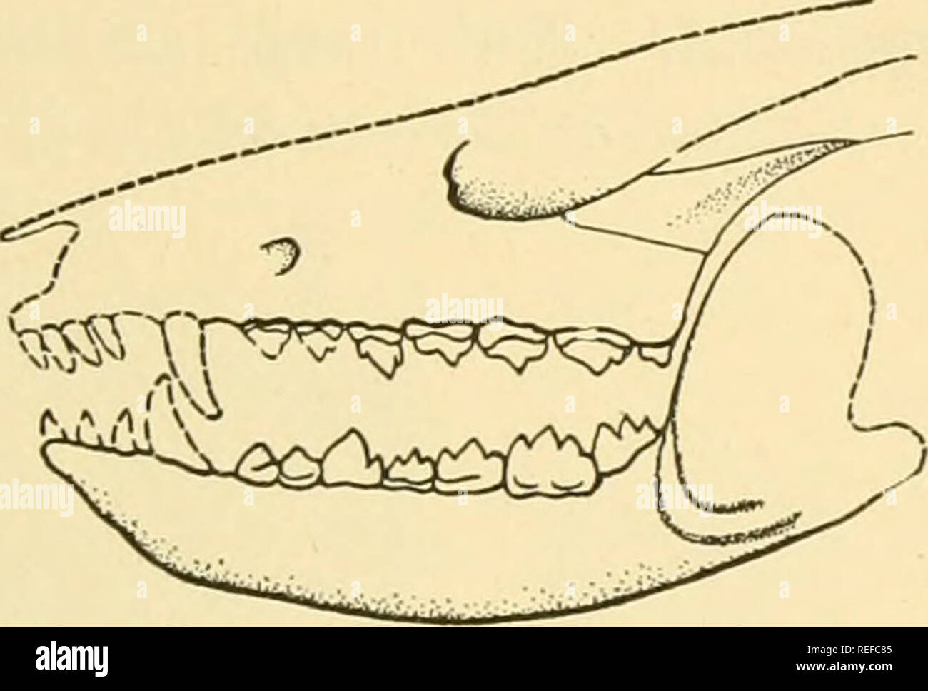 . L'anatomie comparée. Anatomie, comparatif. Les 187 dents d'élasmobranches, en effet, n'ont d'une certaine série de dents, init qu'un à la fois comme les dents sont perdues. Les vertébrés inférieurs, reptiles, ont manifestement un peu un nombre indéfini d'ensembles, et sont donc d'être polyphyodont a dit. Seuls les mammifères ont deux ensembles précis, et sont donc diphyodont. Mais monotrèmes, siréniens, et baleines à dents conservent leurs dents de lait tout au long de la vie, n'ont pas de deuxième série, et sont dits être monophyodont. En général, puis, le cours de l'évolution a été d'un grand nombre indéfini de Banque D'Images