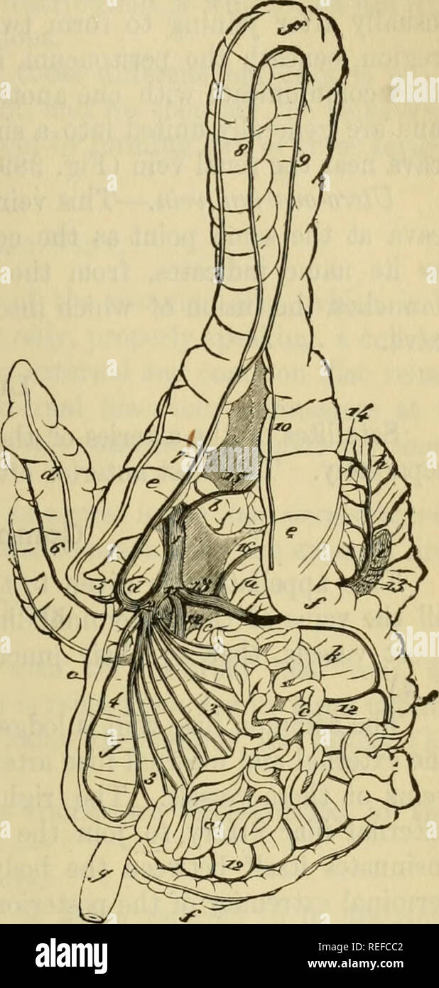 . L'anatomie comparée des animaux domestiques. Anatomie vétérinaire. Veine cave postérieure en t. 707 Fig. 390. gastro-omentale droite, recevant sur sa voie, l'estomac, la rate et épiploïques hranches^ et se joindre à la partie postérieure après passage mésentérique au-dessus de l'extrémité gauche du pancréas, et pour l'obtention de la veine gastrique postérieure (Fig. 390, 16). 2. collateeal affluents de la Vena^ Port. A. gastro-omentale droite ou Gas- tro-graisse épiploïque veine (Fig. 390, 15).-Nous savons déjà que l'artère hépatique, avant de pénétrer dans le foie, dégage branches pancréatiques, une branche du pylore, et un d'omentum gastro- Banque D'Images