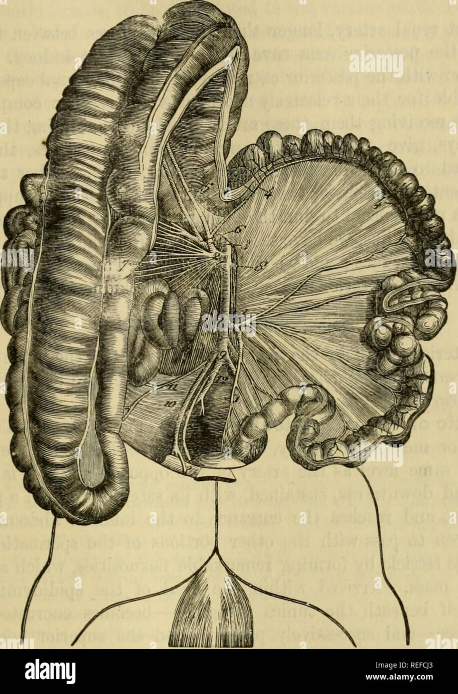 . L'anatomie comparée des animaux domestiques. Anatomie vétérinaire. La partie postérieure de l'aorte. 619 de l'intestin, où ils sont éliminés de la manière suivante : la première sept ou huit bifurquées, et la forme d'arches comme celles des artères qui le petit intestin, différentes d'eux qu'en étant plus proche de la petite courbure de la virgule ; les autres branches, qui sont destinées à la partie terminale de la Fig. 366.. La DISTRIBUTION DE LA PARTIE POSTÉRIEURE OU UNE PETITE artère mésentérique. Le PETIT COLON AVEC SON MÉSO EST LA PROPAGATION ET DE L'INTESTIN GRÊLE REJETÉS À LA DROITE, SOUS LA Banque D'Images