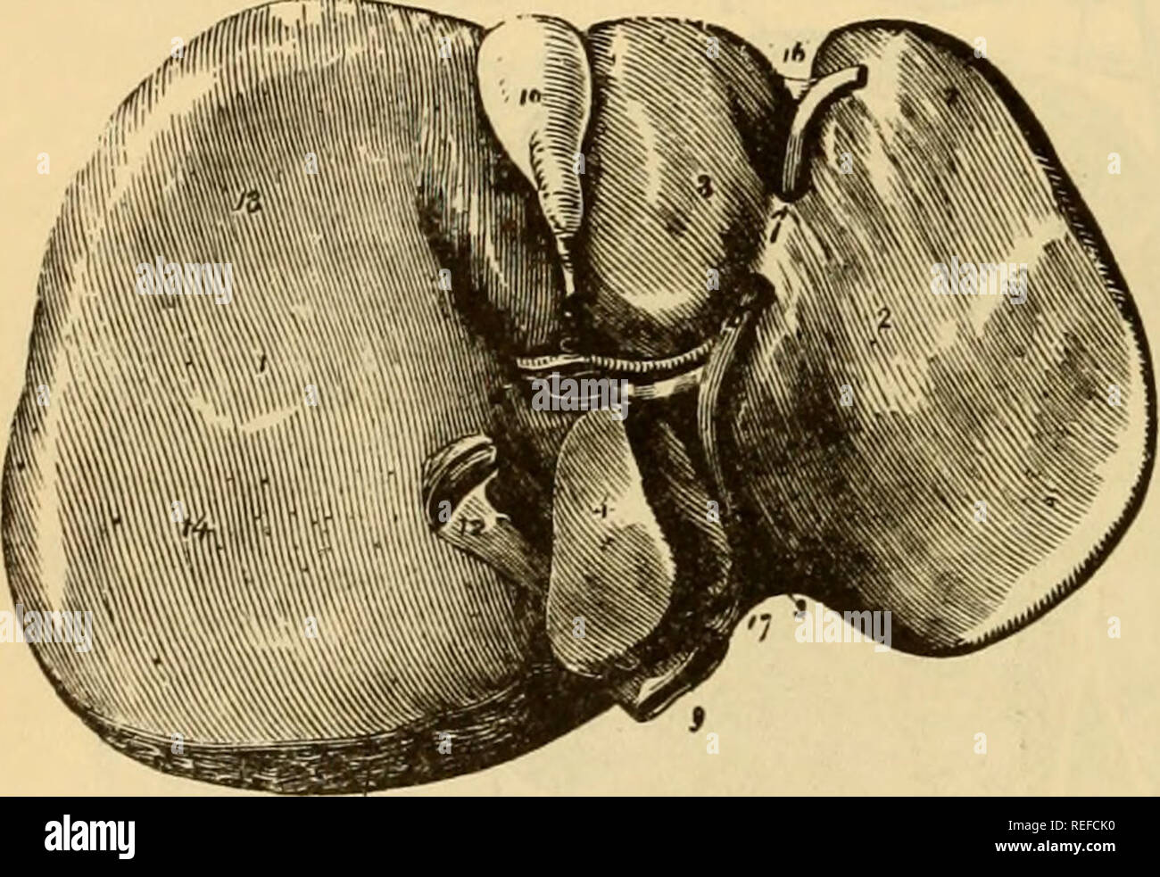 . L'anatomie comparée des animaux domestiques. Chevaux ; anatomie vétérinaire. 510 dans l'appareil digestif des mammifères. Dans le chien et chat, le foie est très vohiminous, est une entaille profonde, et est divisé en cinq lobes principaux. Le lobe central a la vésicule biliaire attaché à lui, et il donne dans un dépôt complet fossa. Chez le chien, le canal d'choIedochus, joints à une petite branche de le conduit pancréatique, entre dans le iulestiue à une distance variable du pylore, selon la taille de l'animal, mais généralement entre IJ et 4f pouces. Dans la partie comprise entre l'intes Banque D'Images