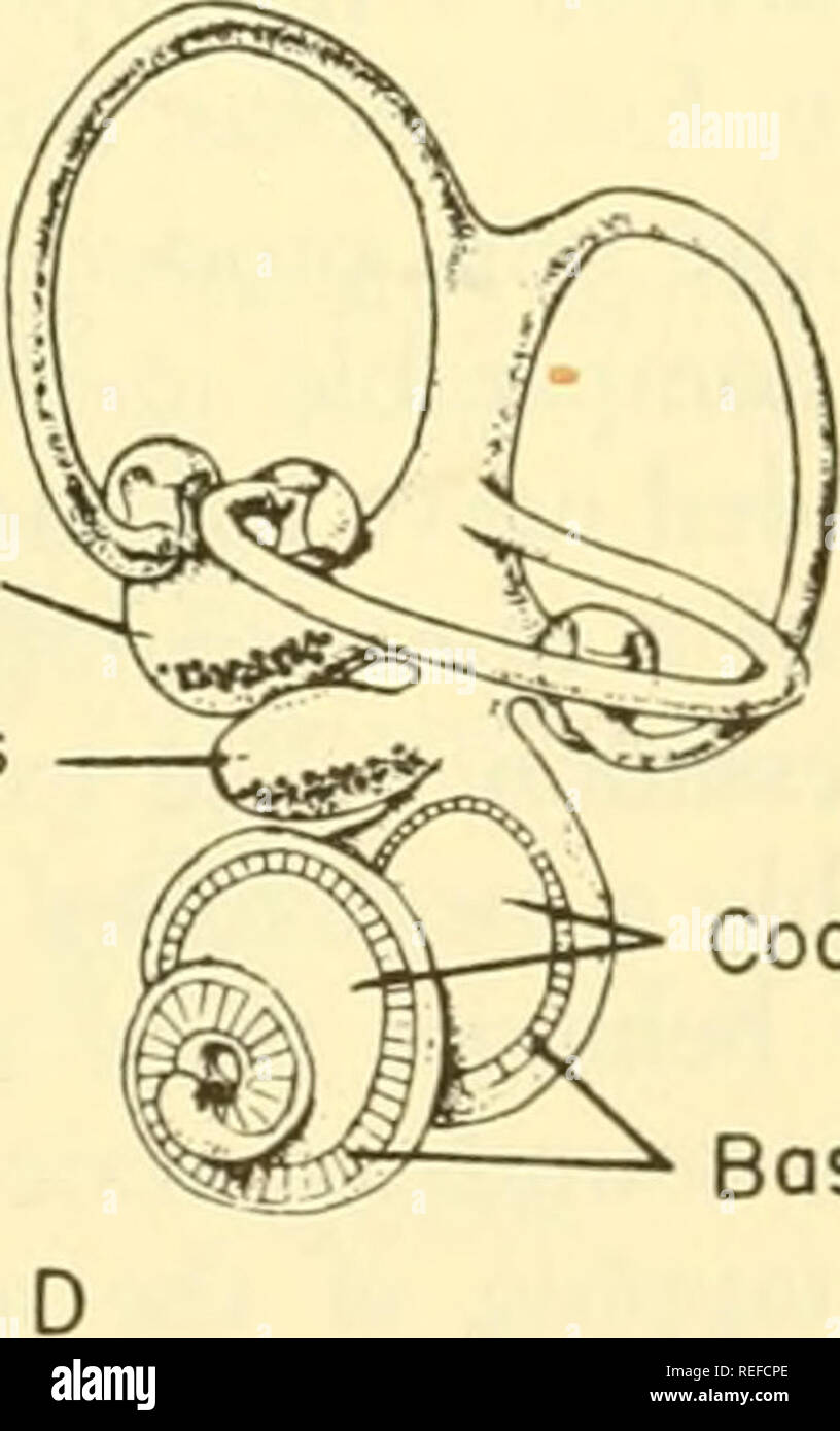 . Physiologie animale comparée. La Physiologie, physiologie ; comparatif, comparatif. Papille Saccule Utriculus basilaris membrane basilaire Lagena. Membrane basilaire de la cochlée Fig. 161. Les labyrinthes de divers vertébrés. A, B ; poissons, tortue ; C, d'oiseau ; D, mammifère. De von Frisch.^^ canal, et les lamproies ont deux ; tous les poissons et les vertébrés supérieurs ont trois. Il n'existe peu ou pas d'un mécanisme de différenciation auditive dans l'cyclostomes. Dans la plupart des poissons le saccule a une petite évagination qui est connu comme le lagena et qui est fourni par une branche distincte du huitième nerf crânien. Dans Banque D'Images