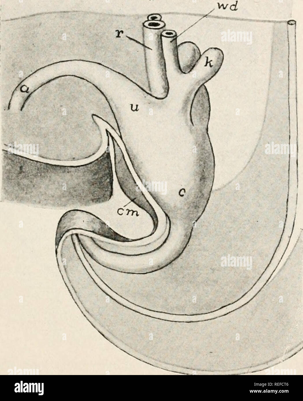. L'anatomie comparée des vertébrés. L'anatomie, les vertébrés ; Comparatif -- Anatomie. Système urogénital. 335 et les lézards de la gonade est d'un côté à l'avance de l'autre, tandis que dans les formes avec de gros œufs il y a une tendance marquée pour un ovaire de dégénérer (droit chez les oiseaux) l'autre étant fonctionnel. Les oviductes, Müller, sont modifiées conformément à l'peculiarites des oeufs. La partie supérieure est généralement bien enroulé et glandulaire, cette partie du tube la sécrétion blanche, alors que plus loin des pièces vers le formulaire d'ouverture de l'extérieur la membrane et la coquille. Le w Banque D'Images