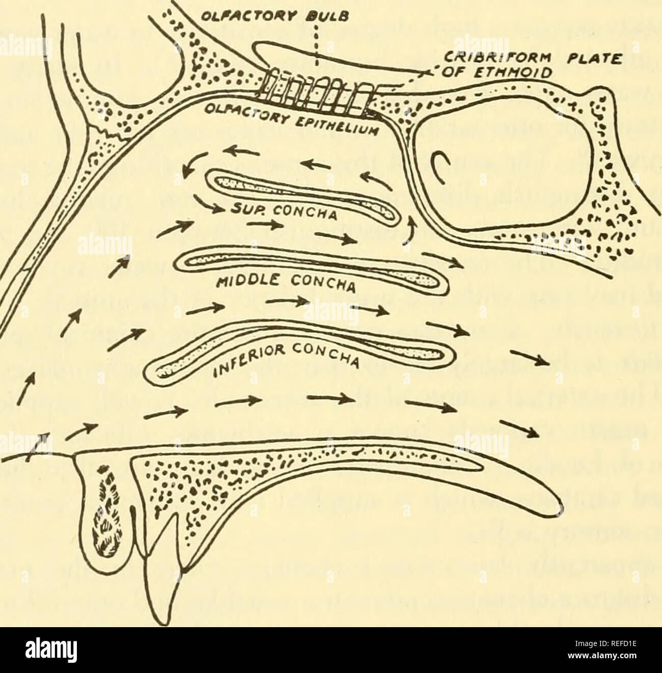 . Physiologie animale comparée. La Physiologie, physiologie ; comparatif, comparatif. Coinparatwe 454 Physiologie animale dans la partie supérieure de la cavité nasale. Dans le domaine des cerfs est beaucoup plus grande. Au cours de la respiration normale de l'homme, la plupart de l'air ne passe pas directement sur l'organe olfactif, mais c'est alimenté en air (et les odeurs), principalement par les courants de Foucault (Fig. 146). La situation isolée de l'épithélium olfactif semble être importante dans la prévention de la dessiccation de la processus protoplasmiques des cellules olfactives. Hou'cver, en reniflant, le volume d'air passant l'organe olfactif est gréa Banque D'Images