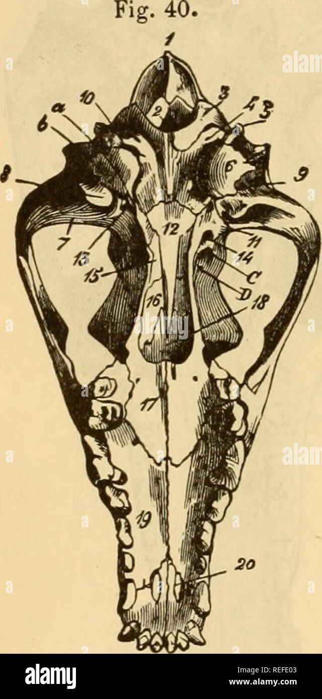 . L'anatomie comparée des animaux domestiques. Chevaux ; anatomie vétérinaire. €8 LES OS. qui fait partie de la sinus sphénoïdal. La frontière postérieure présente, ci-dessus, une crête sauvage appelée le palatin, aplati d'un côté à l'autre, courbé vers l'extérieur, et bordé à sa base et l'intérieur par un synarthrodia très étroite ! Surface, qui répond à l'os ptérygoïde. Il est lisse et concave dans sa moitié inférieure, et forme, avec celle de l'autre côté, un arc parabolique (palatine arch) qui encadre, ci-dessous et sur le côté, le double de l'orifice de l'gutturales des cavités nasales. Les extrémités. Banque D'Images