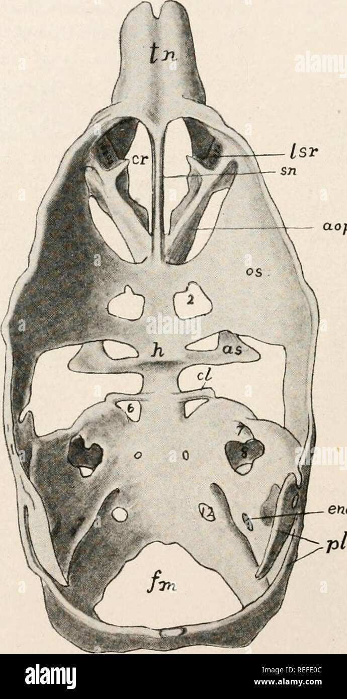 . L'anatomie comparée des vertébrés. L'anatomie, les vertébrés ; Comparatif -- Anatomie. 98 La morphologie comparée des vertébrés. Le chondrocrâne des mammifères a plusieurs particularités. Il y a quatre vertèbres occipitale, la dernière qu'avec un caractère complet, toutes les vertèbres de l'événement- ually fusionner à la synotic tectum. La partie dorsale de la capsule otique chondrifies tout d'abord, en raison du développement tardif de la partie de l'implant cochléaire dans la moitié inférieure de l'oreille ; et les capsules ont eux-mêmes leurs haches, incliné, afin que la sortie du septième nerf est sur le bord antérieur plutôt que sur la fac Banque D'Images . L'anatomie comparée des vertébrés. L'anatomie, les vertébrés ; Comparatif -- Anatomie. 98 La morphologie comparée des vertébrés. Le chondrocrâne des mammifères a plusieurs particularités. Il y a quatre vertèbres occipitale, la dernière qu'avec un caractère complet, toutes les vertèbres de l'événement- ually fusionner à la synotic tectum. La partie dorsale de la capsule otique chondrifies tout d'abord, en raison du développement tardif de la partie de l'implant cochléaire dans la moitié inférieure de l'oreille ; et les capsules ont eux-mêmes leurs haches, incliné, afin que la sortie du septième nerf est sur le bord antérieur plutôt que sur la fac Banque D'Images