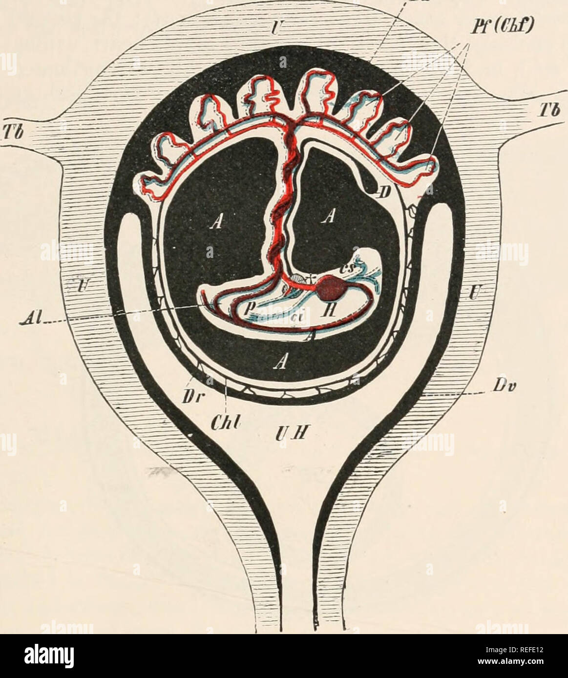 . L'anatomie comparée des vertébrés. L'anatomie, les vertébrés ; comparatifs. INTRODUCTION 11 allantoïde. Ce dernier s'attache à une région précise de la paroi utérine, et à partir de ce processus ou vasculaires surviennent villi, afin que le sang maternel et fœtal navires-entrer en relations très étroites avec l'autre. Ainsi, un placenta allantoïdien est Pa PC(NSI). Dv FIG. 9.-PAR LA SECTION .schématique de l'utérus gravide. Un, l'aorte ; A, A, A, la cavité de l'amnios remplies de liquide : dans l'intérieur de l'amnios est vu l'embryon suspendu par le cordon ombilical torsadées ; Al, ombilicale (allantoïde) Banque D'Images
