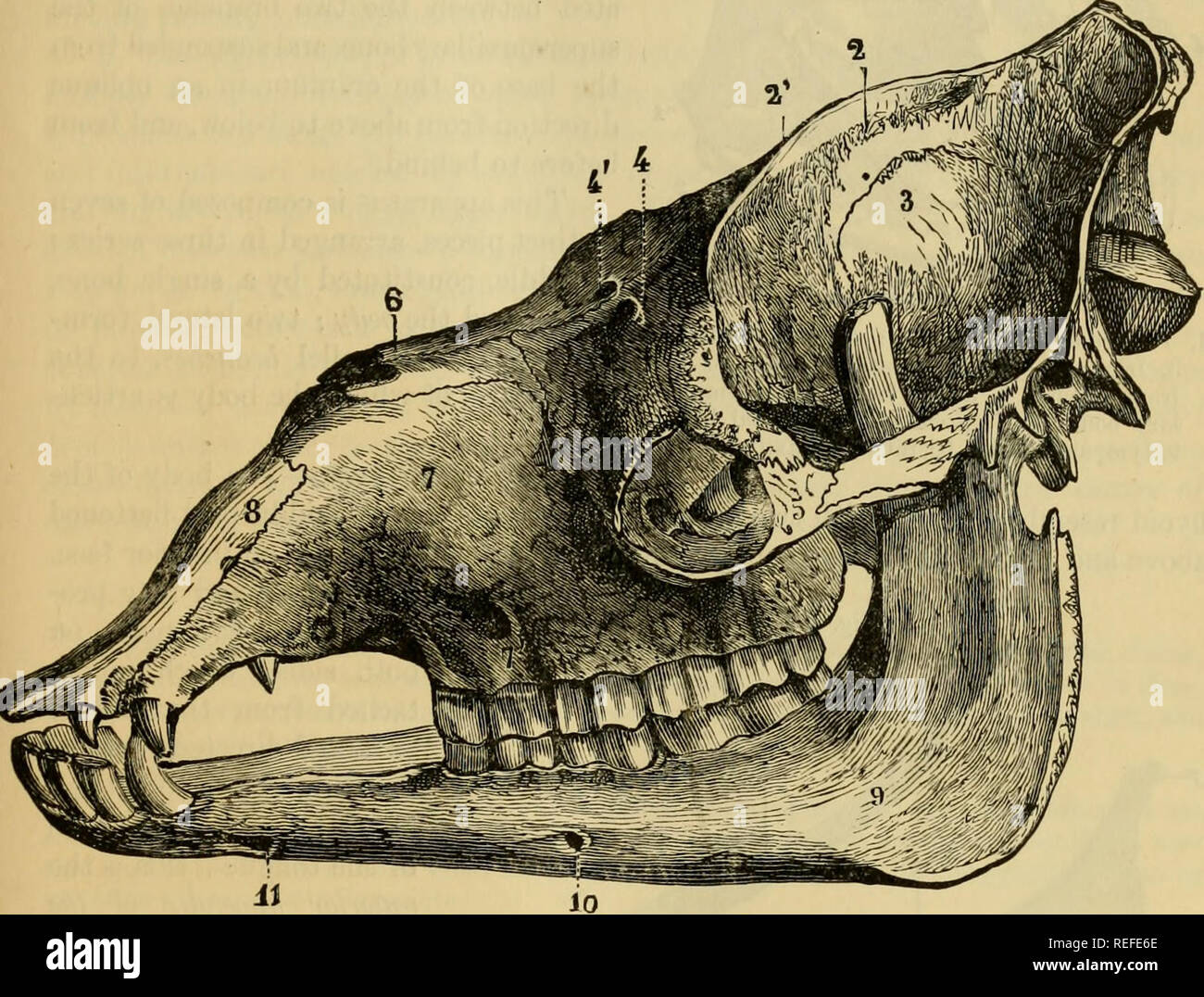 l-anatomie-compar-e-des-animaux-domestiques-anatomie-v-t-rinaire-la