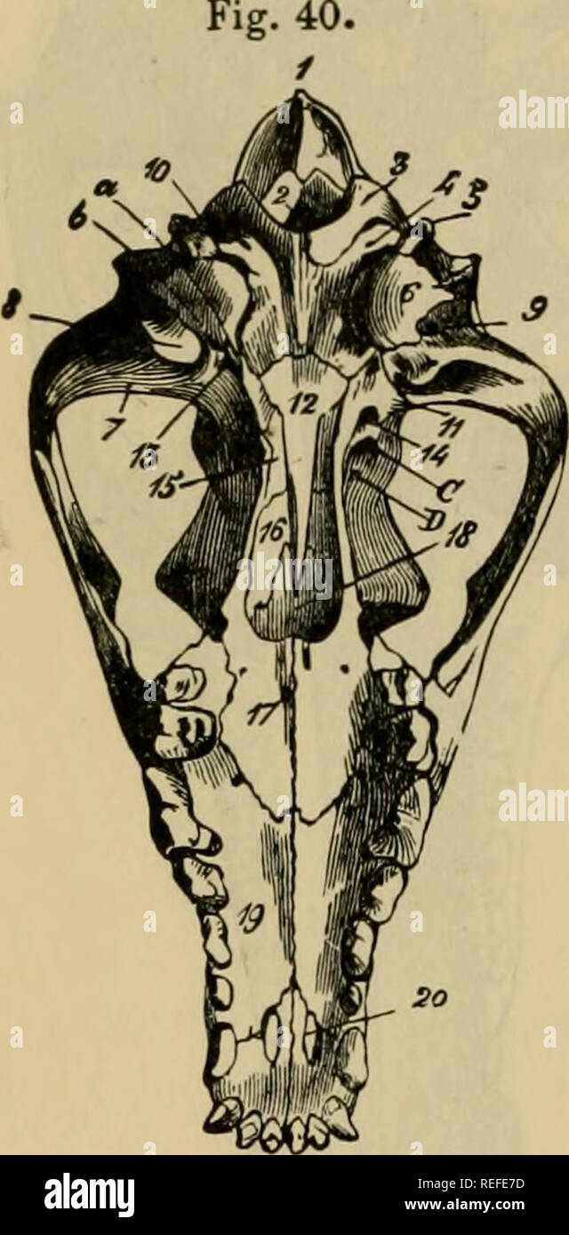 . L'anatomie comparée des animaux domestiques. Anatomie vétérinaire. Les OS EN T. qui fait partie de la sinus sphénoïdal. La frontière postérieure présente, ci-dessus, une crête sauvage appelée le palatin, aplati d'un côté à l'autre, courbé vers l'extérieur, et bordé à sa base et l'intérieur par un synarthrodia très étroite ! Surface, qui répond à l'os ptérygoïde. Il est lisse et concave dans sa moitié inférieure, et forme, avec celle de l'autre côté, un parabohc arch arch (palatine) qui encadre, ci-dessous et sur le côté, le double de l'orifice de l'gutturales des cavités nasales. Extrémités.-l'superio Banque D'Images