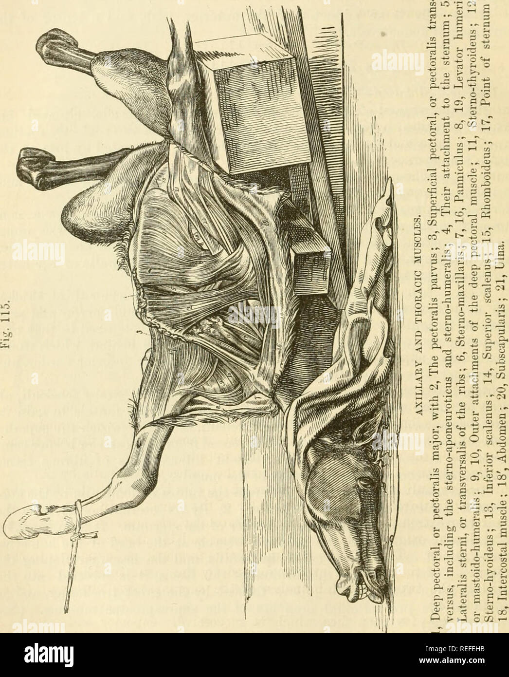 . L'anatomie comparée des animaux domestiques. Anatomie vétérinaire. 23je LES MUSCLES. le milieu de l'aponévrose du subbrachial panniculus et une con- siderable quantité de tissus cellulaires. Son bord supérieur est conforme à une manière intime de ce dernier muscle, et est bordée par l'éperon (veine thoracique externe). Les grands troncs vasculaires qui laissent la poitrine à atteindre. La partie antérieure d'un membre, de passer au-dessus de son extrémité antérieure, par le croisement de sa direction. L'action.-il tire l'ensemble de la branche à l'envers, en agissant sur l'angle de l'épaule. B. STERNO-PRESCAruLARis pectoralu.-(L'parvus Banque D'Images