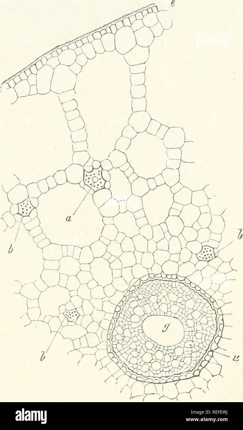 . L'anatomie comparée des organes végétatifs des phanérogames marines ...