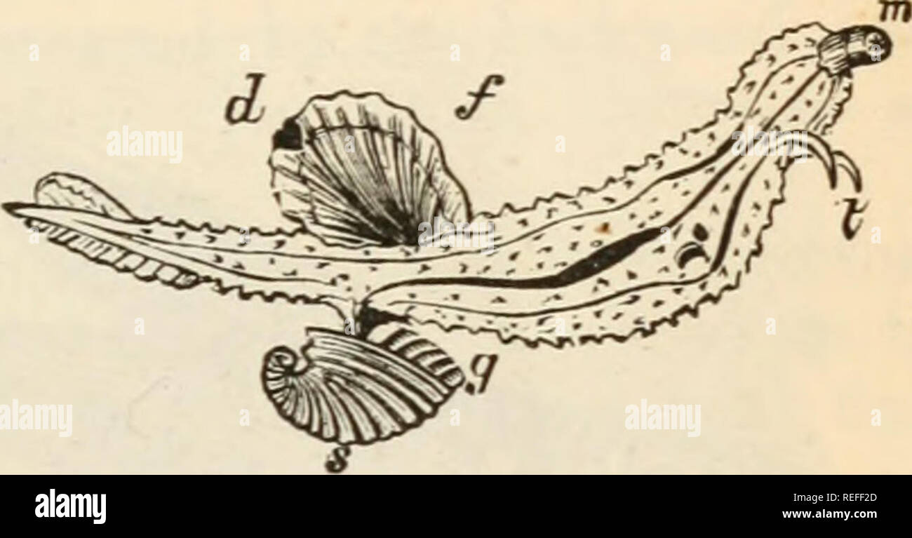 . L'anatomie comparée et de la physiologie. . Chap, x.j MOUVEMENTS D'ACCORD À A. 381 considérablement augmentée, et forme des epipodia, et ces, soit indépendamment ou en conjonction avec la partie médiane du pied, se convertir en puissants ailerons musculaires. Dans le le epipodia Cephalopoda forment un entonnoir, par laquelle l'eau de la respiration est expulsé à l'extérieur ; cette expulsion de l'eau vers l'avant entraîne un mouvement en arrière de l'animal. Dans le Tetrabraiichiata (Nautilus) les bords de l'epipodia ne sont pas, comme dans e Dibranchiata, fusionnées avec l'autre, mais simplement pliée sur. Parmi Banque D'Images