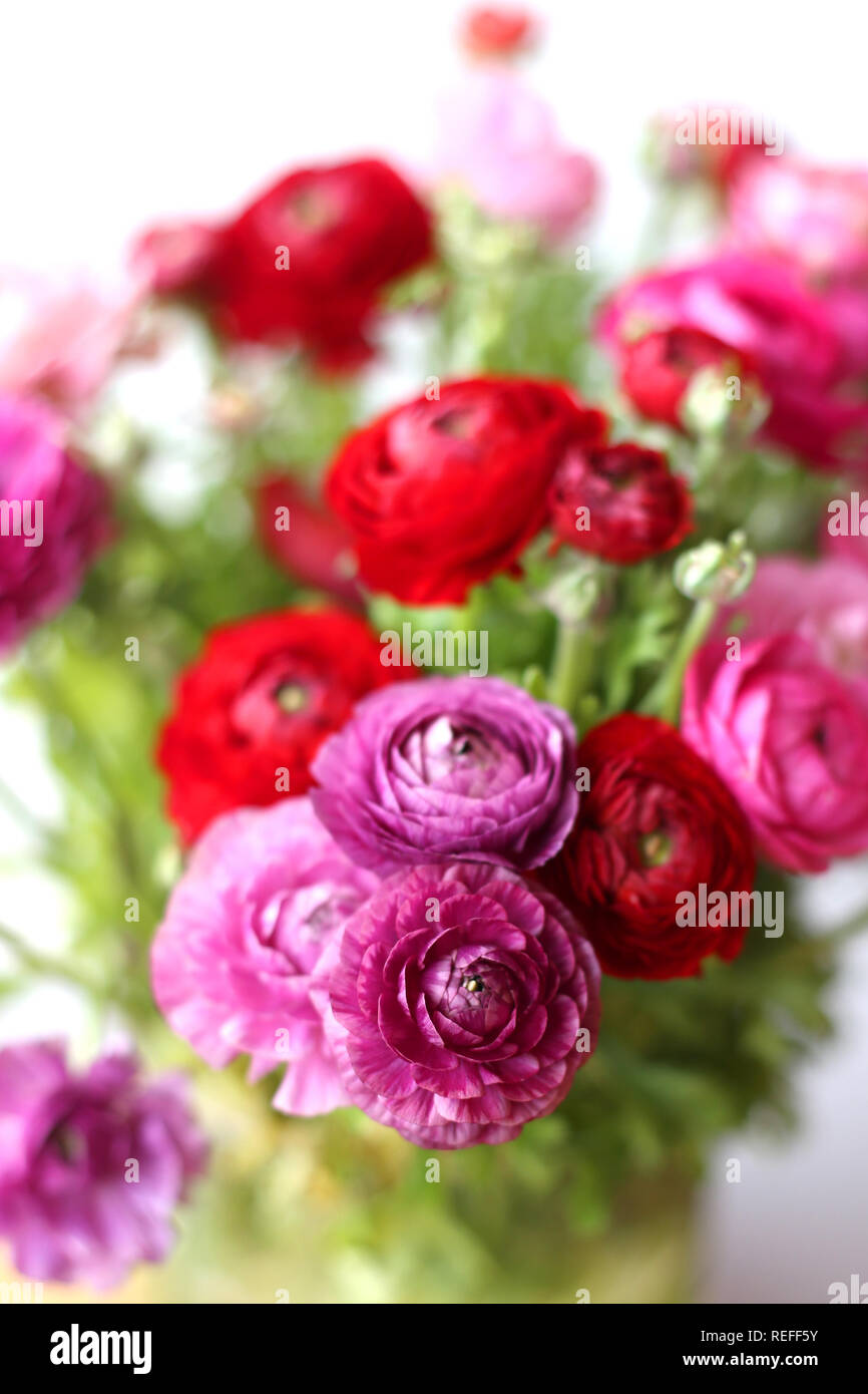 Renoncule Ranunculus flowers background merci amour carte postale romantique contexte pour la conception d'un éclairage naturel Banque D'Images