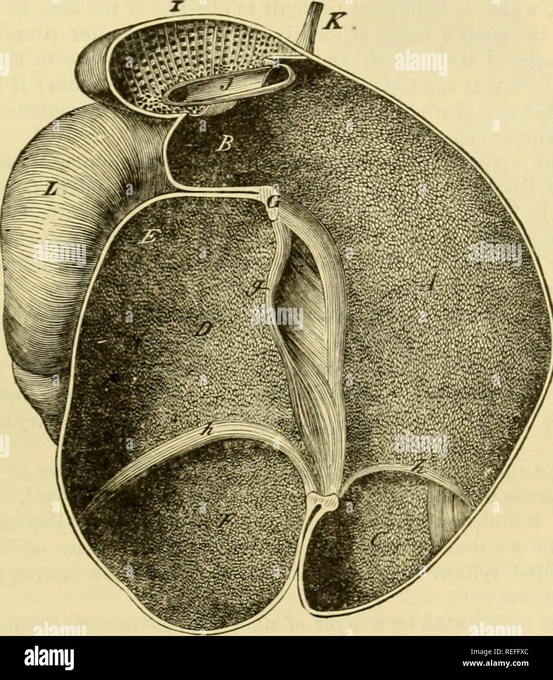. L'anatomie comparée des animaux domestiques. Chevaux ; anatomie vétérinaire. L'ESTOMAC. Relations 465.-te forme externe de la panse d'être determineil, l'étude de ses relations devient facile. Par sa supériorité en aurfu'-e, il est en contact avec l'iiite&gt;tiniil fjwje son contraire ; masse repose sur l'ahdominal mur. Son bortlt gauche-r, supportinjx ilie sph-ue, touche le plus haut d'une partie de l'écheveau et le subliimbar région, à qui il udher.j. un tissu cellulaire par, ainsi que le voisinage de l'coeiiac tronc et la grande artère mésentérique ; le droit, de le chat par th Banque D'Images