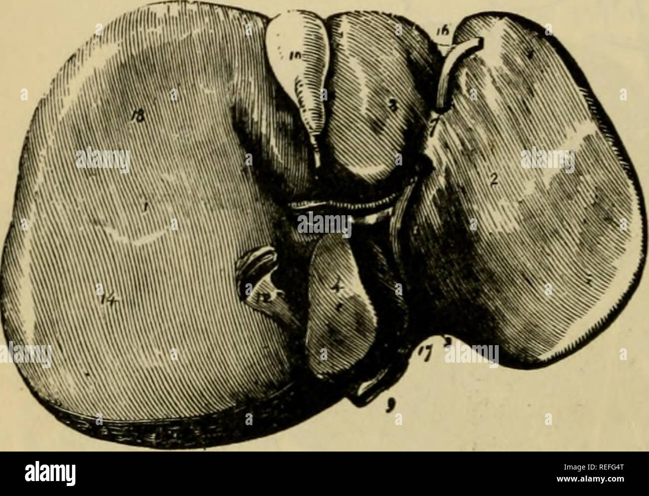 . L'anatomie comparée des animaux domestiques. Anatomie vétérinaire. 510 dans l'appareil digestif des mammifères. Dans le chien et chat, le foie est très volumineux, est une entaille profonde, et est divisé en cinq lobes principaux. Le lobe central a la vésicule biliaire attaché à lui, et il donne dans un dépôt complet fossa. Chez le chien, le canal d'choledochus, joints à une petite branche de le conduit pancréatique, pénètre dans l'intestin à une distance variable du pylore, selon la taille de l'animal, mais généralement entre IJ et 4f incht s. Dans la partie comprise entre l'intestin et Banque D'Images