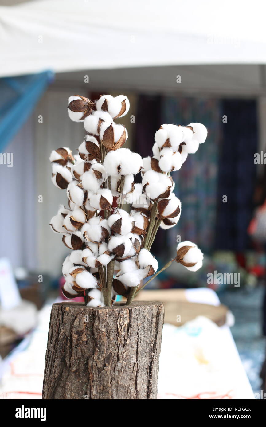 Les branches des plantes de coton. Fleurs de coton sec blanc et marron .  Fond textile matières douceur naturelle. Cinq naturel pur et propre concept  Photo Stock - Alamy