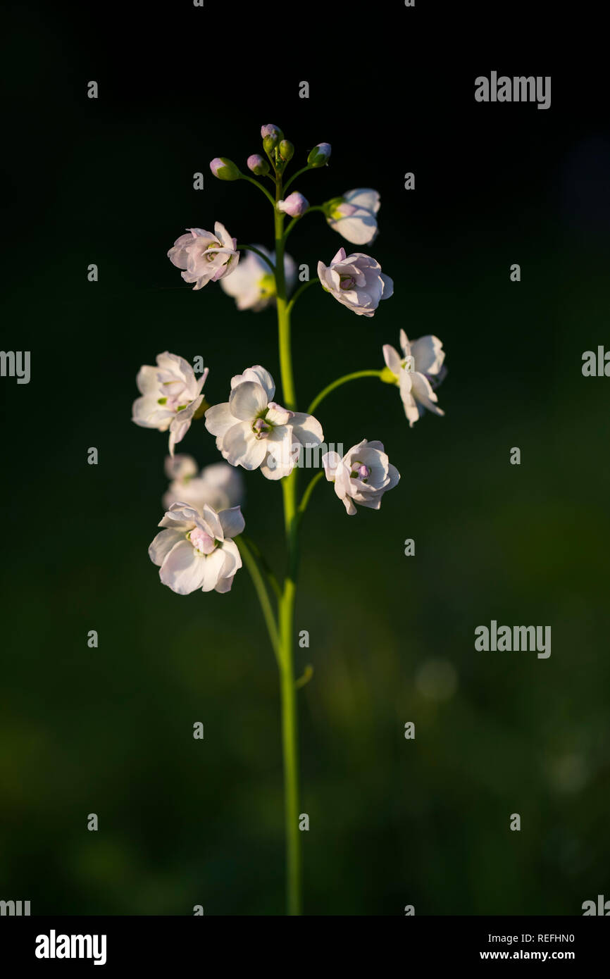 Cardamine des prés Cardamine pratensis ; ; ; Fleur double UK Banque D'Images