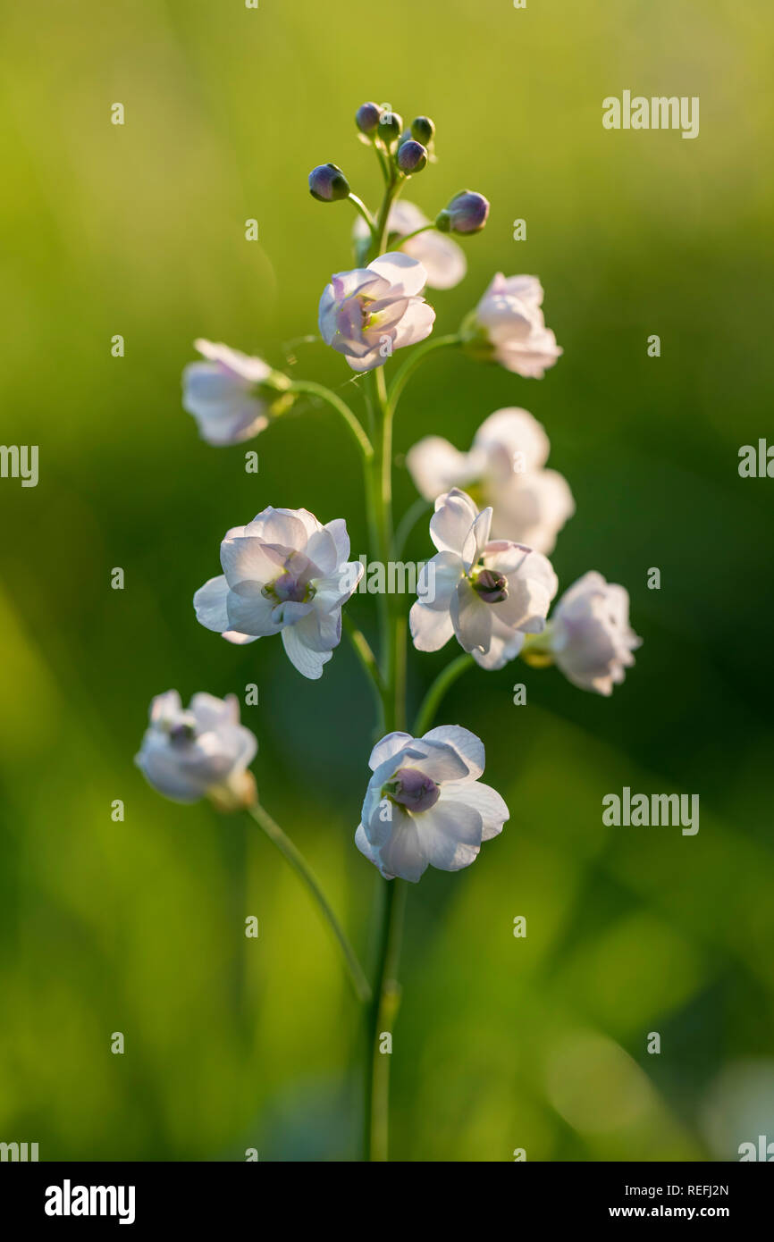 Cardamine des prés Cardamine pratensis ; ; ; Fleur double UK Banque D'Images