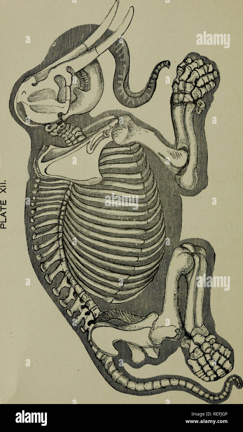 . L'anatomie comparative appliquée à l'application de l'artiste. L'anatomie, l'Anatomie Comparée ;, artistique. 7°. Veuillez noter que ces images sont extraites de la page numérisée des images qui peuvent avoir été retouchées numériquement pour plus de lisibilité - coloration et l'aspect de ces illustrations ne peut pas parfaitement ressembler à l'œuvre originale.. Hawkins, B. Waterhouse (Benjamin Waterhouse), 1807-1889 ; Wallis, George, 1811-1891. Londres : Winsor &AMP ; Newton, Ltd. Banque D'Images