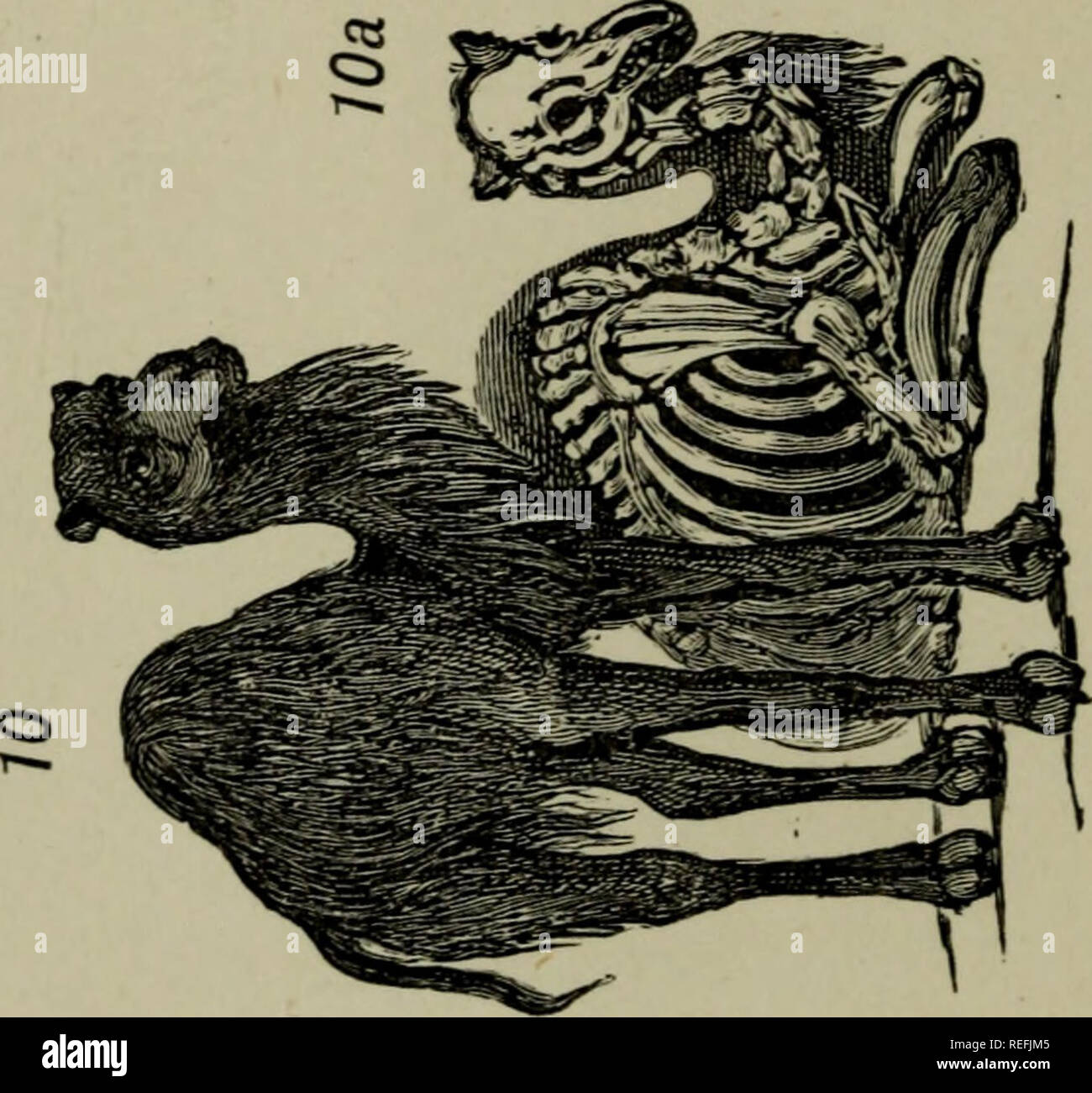 . L'anatomie comparative appliquée à l'application de l'artiste. L'anatomie, l'Anatomie Comparée ;, artistique. . Veuillez noter que ces images sont extraites de la page numérisée des images qui peuvent avoir été retouchées numériquement pour plus de lisibilité - coloration et l'aspect de ces illustrations ne peut pas parfaitement ressembler à l'œuvre originale.. Hawkins, B. Waterhouse (Benjamin Waterhouse), 1807-1889 ; Wallis, George, 1811-1891. Londres : Winsor &AMP ; Newton, Ltd. Banque D'Images