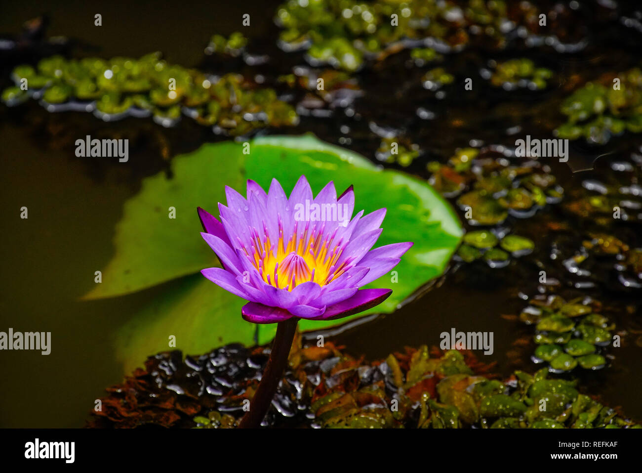 Fleur de Lotus en forêt tropicale sur Bornéo, Sarawak, Malaisie. Banque D'Images