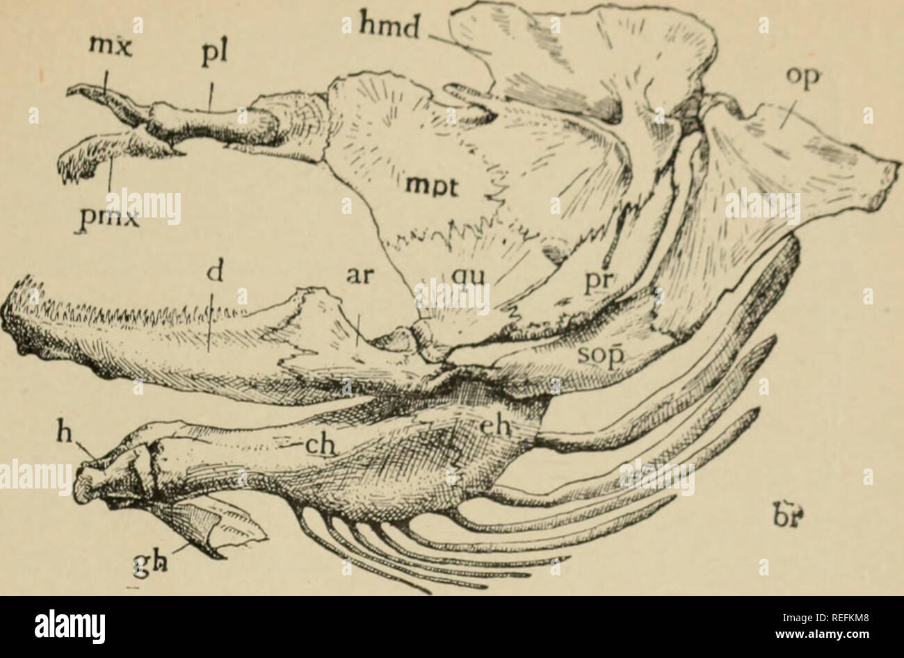 . Rapport des commissaires.. Jeu et jeu-Jeu ; oiseaux ; pêche ; la protection des poissons. 4.S8 maxilloo tliese sont petits, mais dans le poisson-chat anrl simplement servir à appuyer l'lar^^e de barbillons. Fig. 4 illustre la façon dont les mâchoires sont étroitement rel.ite<l à l'arc hyoïdien,. Fig. 4.-Jaws et arc hyoïdien de poisson-chat, par le côté. Mx, pmx, premaxiila ; maxillaire ; pi, palatine ; hmd, hyomandibular ; op, l'opercule, metapter mpt ; Indonésie ; qu, quadrangulaire ; communication, preoperculum interoperculura ; pos ; d, dentaire, ar ; h ; articulaire, hypohyal ; gh, glo3sahyal ; ch, ceratohyal ; eh, epihyal ; br, rayons branchiostèges. qui est simi Banque D'Images