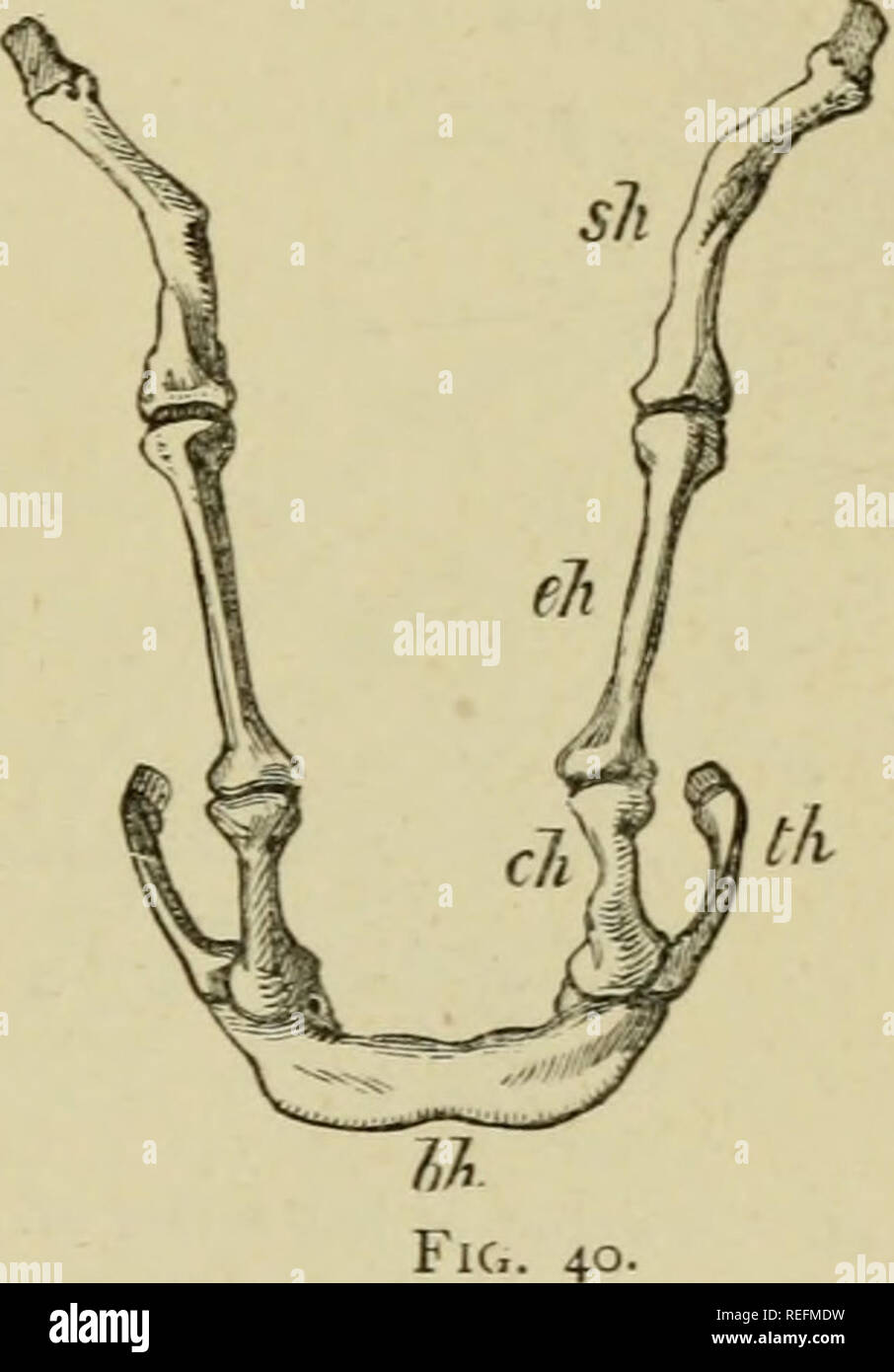 . La grenouille rousse. Les grenouilles. Fig. 39. Fig. 39.-diagramme du larynx de l'homme, l'e^Toid cartilage étant censé être transparent, et en permettant le droit arytenoid {cartilage ligament vocal), AR (K et^ {muscle thyro-arytenoid ThA), la partie supérieure de la cartilage cricoïde (Cr), et l'attachement de l'épiglottis {Ef), d'être vu. C e, le très cricothyroid ; muscle Tr, la trachée ; Hy, le corps de l'os hyoïde. Le droit moindre cornu apparaît comme un processus très petites, extendmg vers le haut et vers l'arrière du bodv de l'arc hyoïdien derrière les lettres Hy, et en face de l'épiglotte. Le droit, Banque D'Images