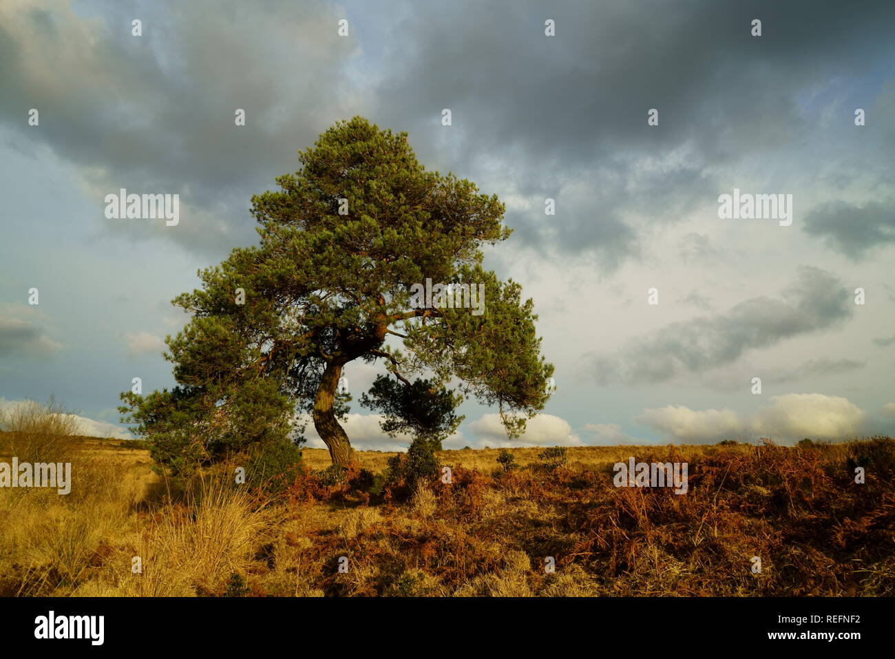 La forêt d'Ashdown Sussex, un pin sylvestre Crooked Tree & nuages orageux Banque D'Images