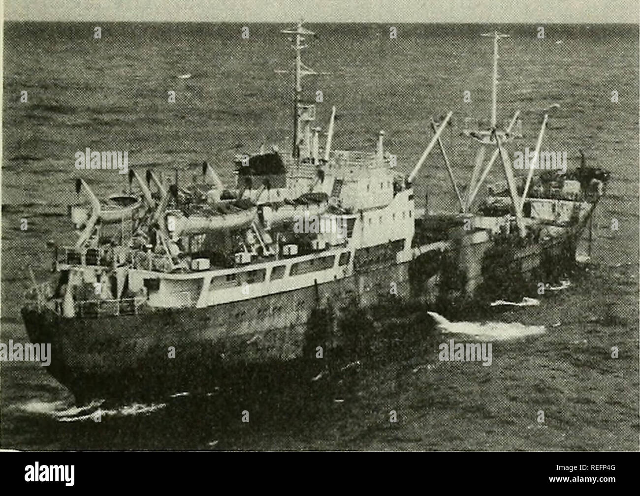 . Examen de la pêche commerciale. La pêche, le commerce du poisson. Fig. 1 - Le transporteur du poisson réfrigéré Gutsul (3, 600 tonnes brutes) fournit un appui à 6 trawlere moyen soviétique la pêche au large de Cali- fornia's Half Moon Bay au début d'avril 1967, AU LARGE DU NORD-OUEST DU PACIFIQUE, au cours de Mars, l'Union soviétique il y avait environ 10 bateaux de pêche et le soutien soviétique au large de la côte de l'Oregon. Ils sont restés pendant une semaine, puis plus dirigé vers le nord. À la fin du mois, seulement 4 navires sont restés au large de l'Oregon. Pas de navires ont été observés au large de Washington. Les navires ont été attraper le merlu, vrai cod, la perche de mer, et d'autres de sébaste. Les captures observées consis Banque D'Images