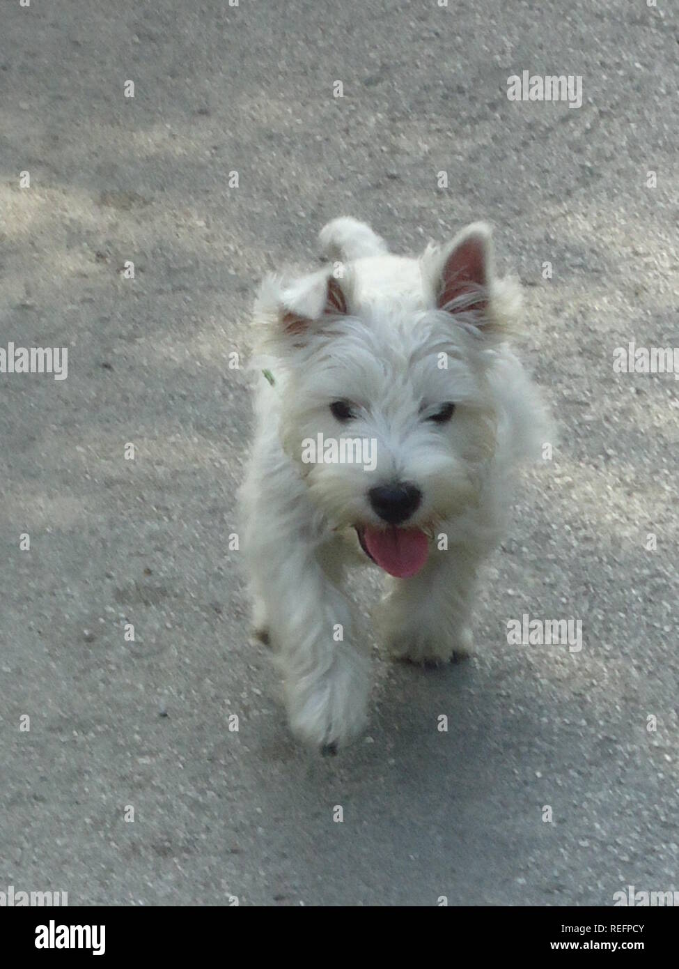 West Highland White Terrier puppy portrait marche Banque D'Images