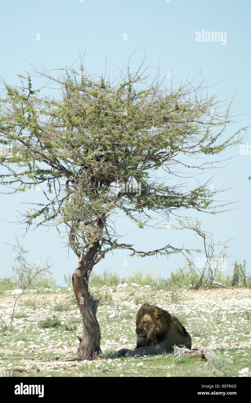 Lion mâle sauvage au repos, assis sous un arbre isolé sur la savane près de Nebrownii waterhole, Etosha National Park, Namibie, Afrique Banque D'Images