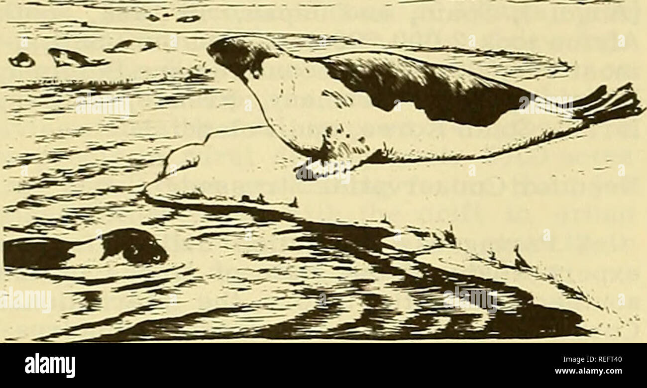 Examen De La Peche Commerciale La Peche Le Commerce Du Poisson La Chasse Des Bebes Phoques Du Canada A Interdit En 1970 Le Canada Va Interdire La Chasse Des Blanchons