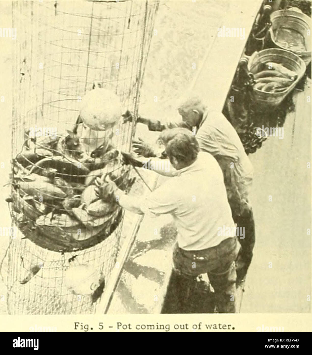 . Examen de la pêche commerciale. La pêche, le commerce du poisson. Fig. 6 - plus la prise de poisson faite à double compartiment pot--71-taille du marché ; la morue charbonnière de poids en carcasse 436 jounds. Pour plus d'informations contacter : A. T. Rahner, Base par intérim Directeur, Moyen-Orient, Seattle, Washington 98102 (Phone : 583-7729). Pot sortant de l'eau. Soakingtimes rangedfrom 11 à66 heures avec meilleures captures sur imbibe plus. Pots ont été espacées de 10 à 30 brasses au collet de l'autre sur -- mais pas de différences notables dans les taux de capture peut être détectée en raison de l'espacement des pot. Le premier ensemble, l'échec de snap-on re- sulted crochets dans la perte de 13 de 24 pots Banque D'Images