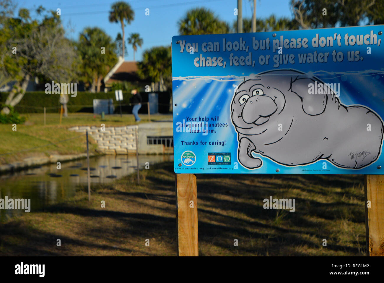 Indian Harbour Beach, en Floride. USA. 21 janvier 2019. Florida's Gentle Giants, le lamantin, cherchent un abri et d'eau chaude par temps froid. Une fois que la température de l'eau tombe en dessous de 68 degrés, elle peut avoir de l'eau froide le stress qui peut conduire à la mort. Dans ce canal d'eau avaler qui mène à la rivière banane des douzaines de ces mammifères marins se sont assemblés comme la température de l'eau a baissé. Crédit photo Julian Poireau / Alamy Live News Banque D'Images