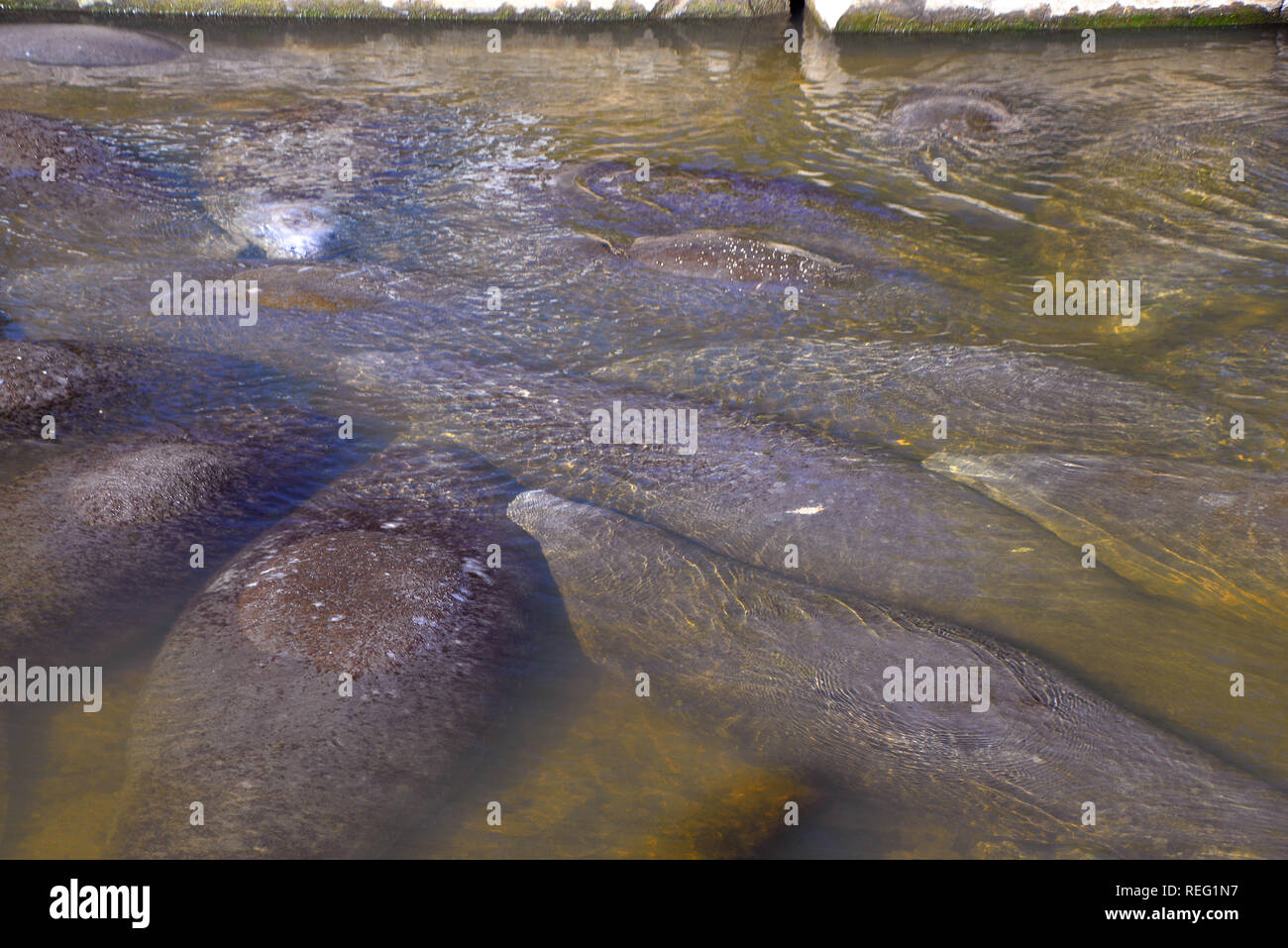 Indian Harbour Beach, en Floride. USA. 21 janvier 2019. Florida's Gentle Giants, le lamantin, cherchent un abri et d'eau chaude par temps froid. Une fois que la température de l'eau tombe en dessous de 68 degrés, elle peut avoir de l'eau froide le stress qui peut conduire à la mort. Dans ce canal d'eau avaler qui mène à la rivière banane des douzaines de ces mammifères marins se sont assemblés comme la température de l'eau a baissé. Crédit photo Julian Poireau / Alamy Live News Banque D'Images