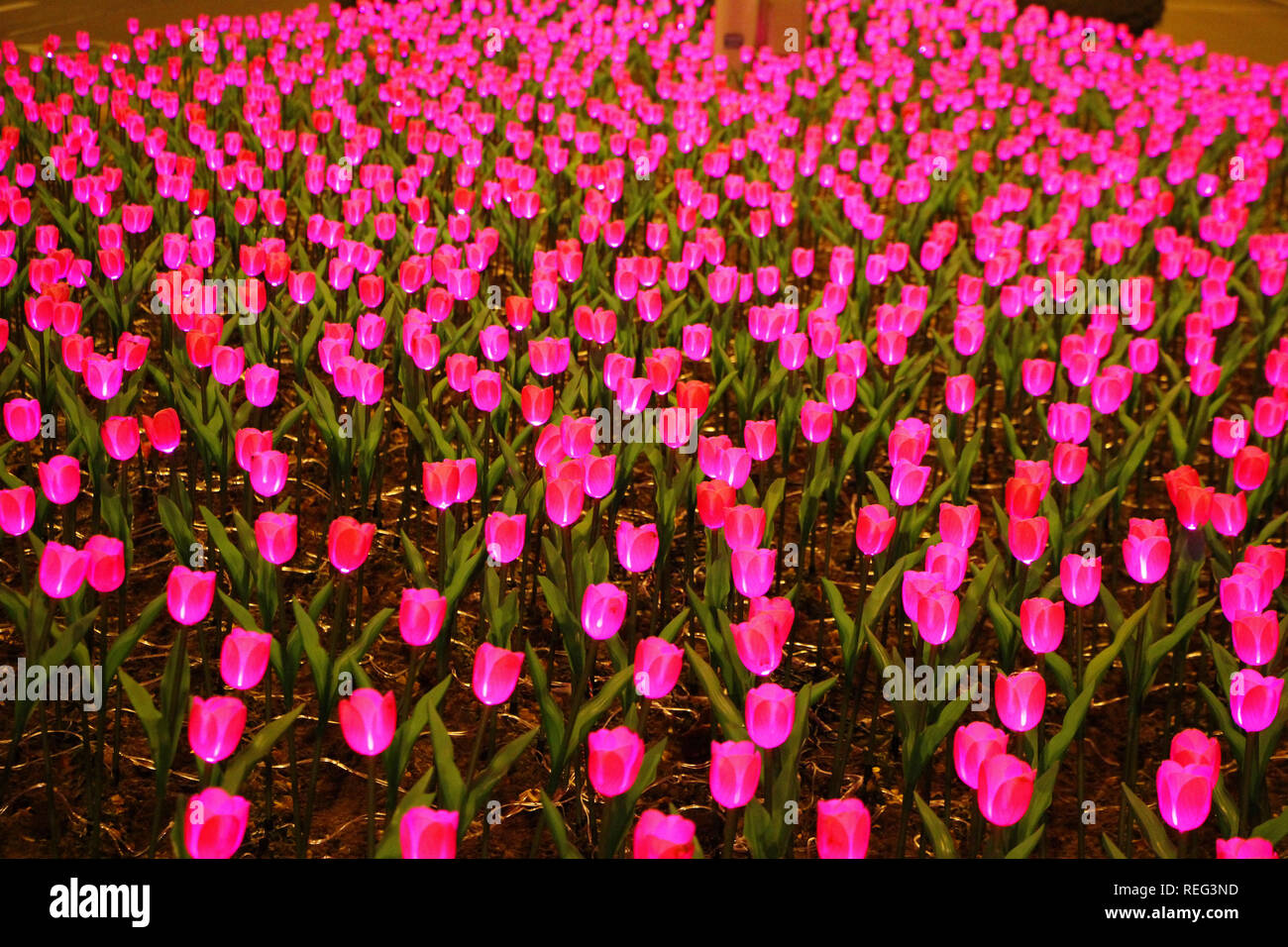 Rongcheng, Chine. 21 Jan, 2019. Des milliers de lampes en forme de tulipe peut être vu dans la Chine orientale Rongcheng La province de Shandong. Crédit : SIPA Asie/ZUMA/Alamy Fil Live News Banque D'Images