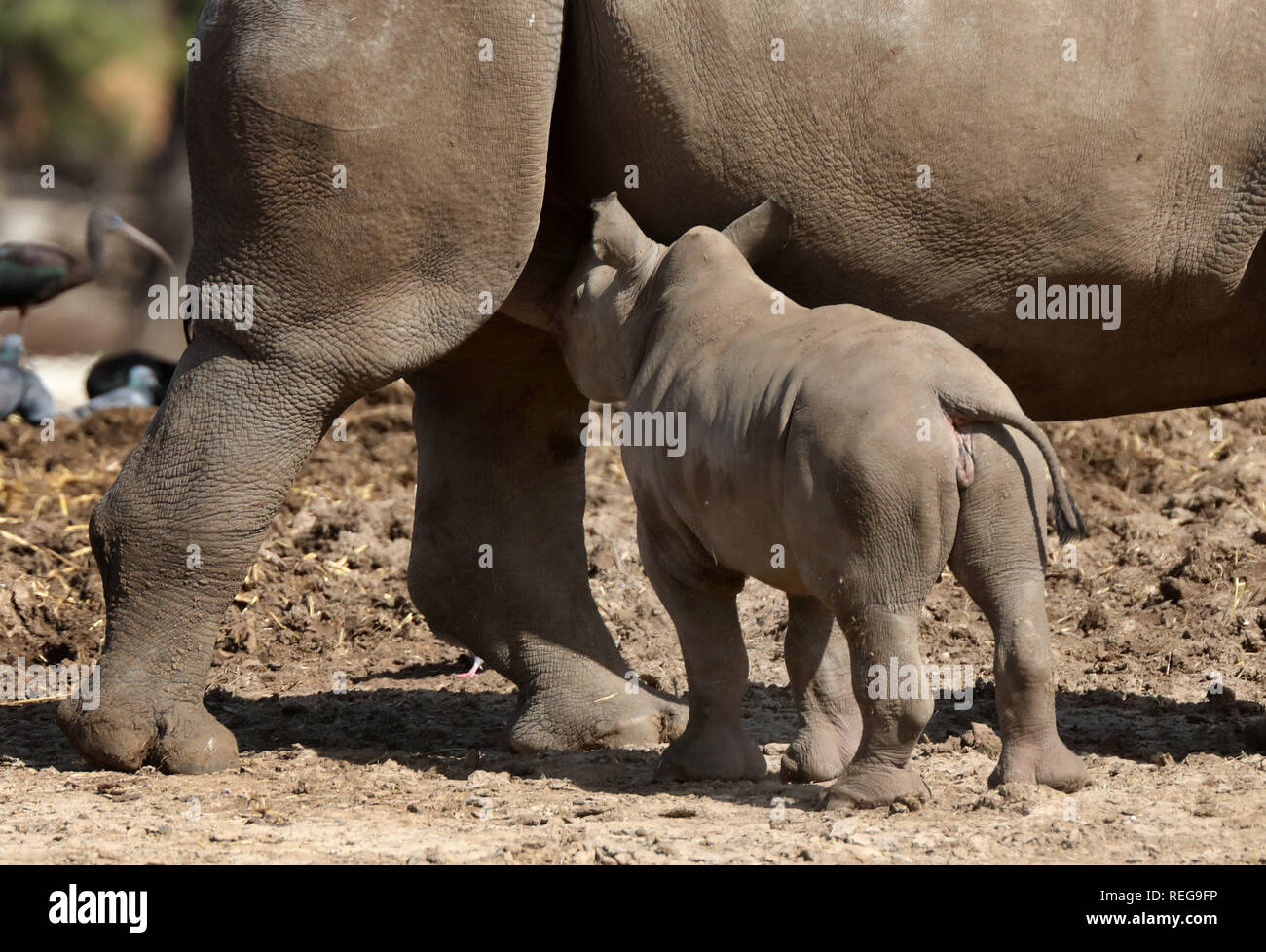 Ramat Gan, Israël. 21 Jan, 2019. Un rhinocéros blanc nommé Karen Psee promenades avec son deuxième veau, une femme âgée de 3 semaines, au Zoo Safari de Ramat Gan, Israël, le 21 janvier 2019. Le zoo a dit lundi matin que le rhinocéros blanc du sud est né le 30 décembre. Credit : Gédéon Markowicz-JINI/Xinhua/Alamy Live News Banque D'Images