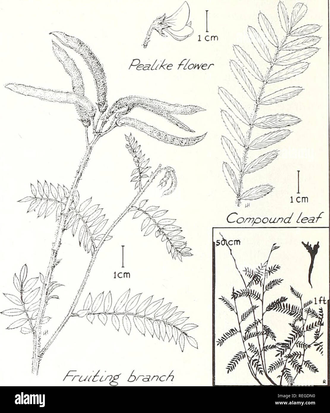 . Plantes communes de pin des marais-barbon de gamme. Écologie végétale ; graminées ; les plantes fourragères. Virginie Tephrosia Tephrosia virginiana (L.) Pers. cm. de long, droit à légèrement courbé, faiblement à densément strigose ; semences 6-11, en forme, 3.2-4.2 mm. de long, brun bigarré de noir. Virginie Tephrosia-également appelé goatsrue ou démons- petit-est souvent la plus abondante sur l'herbe sèche, sites de sable qui sont périodiquement brûlés. Après un feu, de nouvelles pousses se développent rapidement à partir de la racine ligneuse- stocks. Bien que les feuilles sont semblables à celles d'partridgepea, une fois-pennées avec de 11 à 27 feuillets, ils finissent dans Banque D'Images