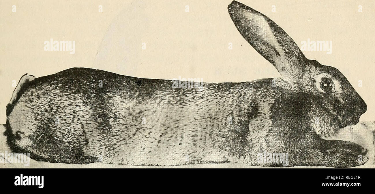 . Le sens commun lapin qui élève ... Les lapins. Gris Acier Léger Doe flamand. Pèse 11 livres à 5 mois. De qui aurais-je acheter ? Il y a un certain nombre de première classe breedders qui offrent des actions, mais il y a d'autres qui offrent beaucoup, faire toute sorte d'une promesse de vente, puis donner le moins, qu'ils le peuvent. Vous ne pouvez pas soulever des figues sur des chardons le bon livre dit, et vous ne pouvez pas élever de bons lapins de scrubs. Et peu importe à qui vous faites il est bien de noter si la source est un membre dans la bonne position d'une ou plusieurs des associations qui sont formés pour la pro- motion du lapin dans Banque D'Images