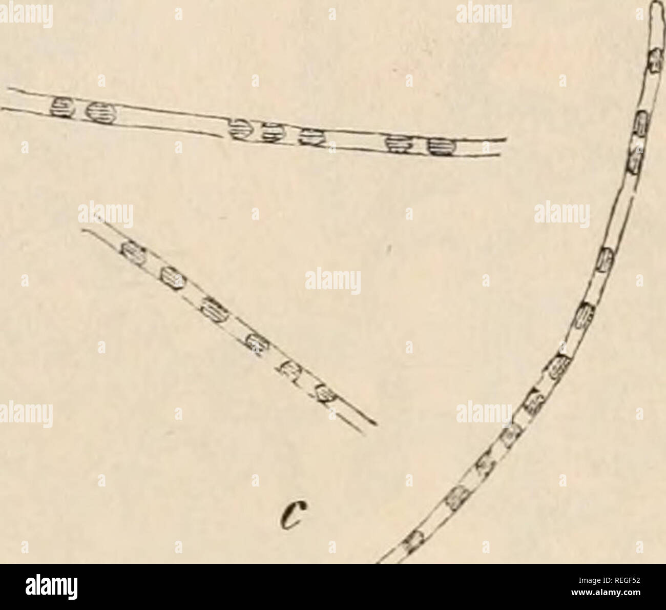 . Le Dr L. Euler's Kryptogamen-Flora von Deutschland, Österreich und der Schweiz. Les cryptogames -- Allemagne ; Autriche ; les cryptogames -- les cryptogames -- Suisse. 40 ^ 3 fi B a 6:0 f o bactérie. Zellen Kurz und cylindriscli spindelförmig elliptisch lang, de l'Oder,, lebhaft beweglich ; wie sonst Micrococcus. Une bactérie Termo. b bactérie Lineola (nach Cohn.) c- forrae fusi Bactérie Bactérie. d littoreum (c und d nach réchauffement climatique.) Bacillus. Zellen verlängert cylin- driscli, meist zu Fäden verbunden, der sich nach Quere. theilend Mit Sporen- bildung. 1 %/". un Bacillus subtilis mit h Bacil Geiseln. Banque D'Images
