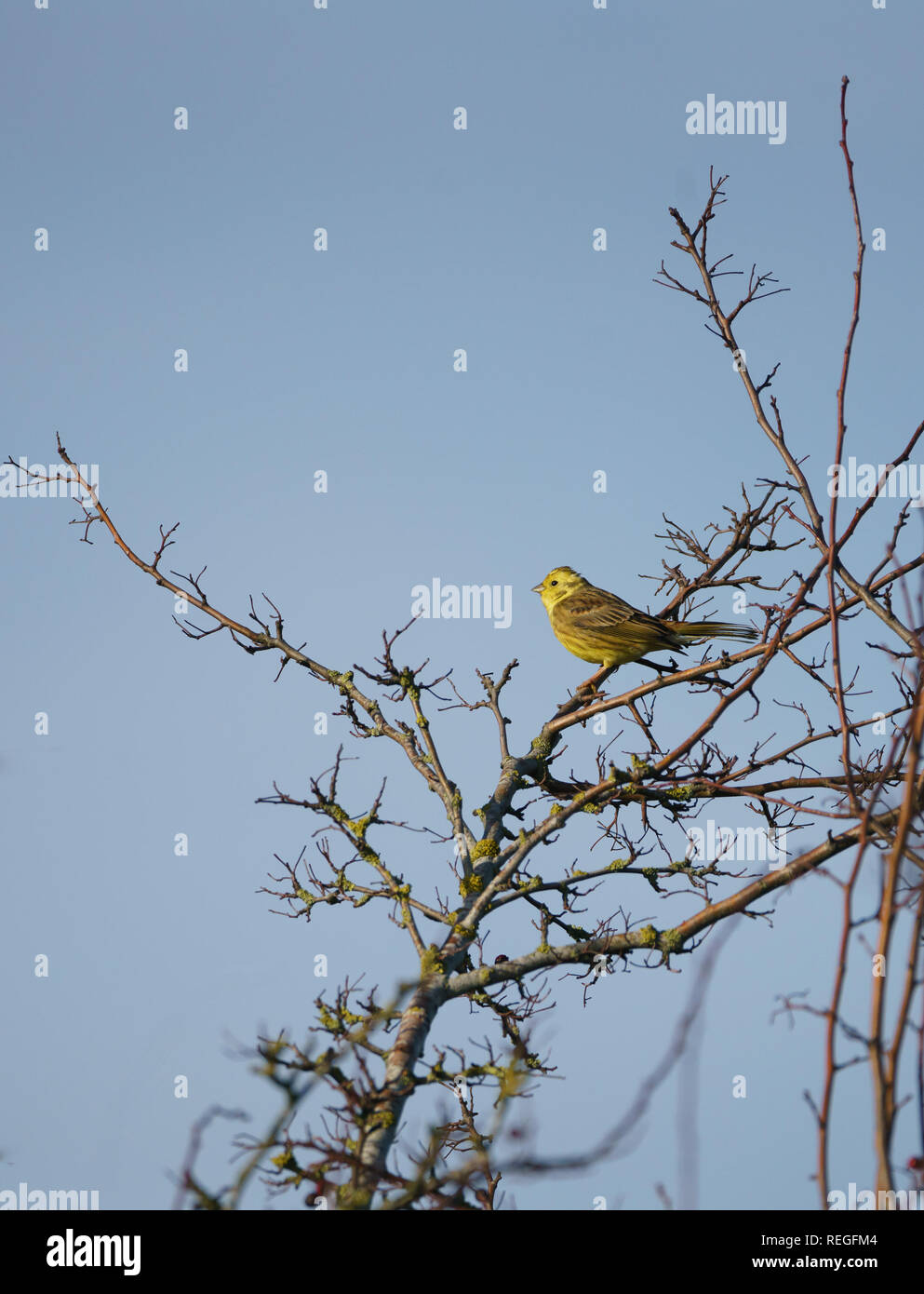 Homme célibataire yellowhammer (Emberiza citrinella) assis dans un arbre sans feuilles en hiver contre un ciel bleu Banque D'Images