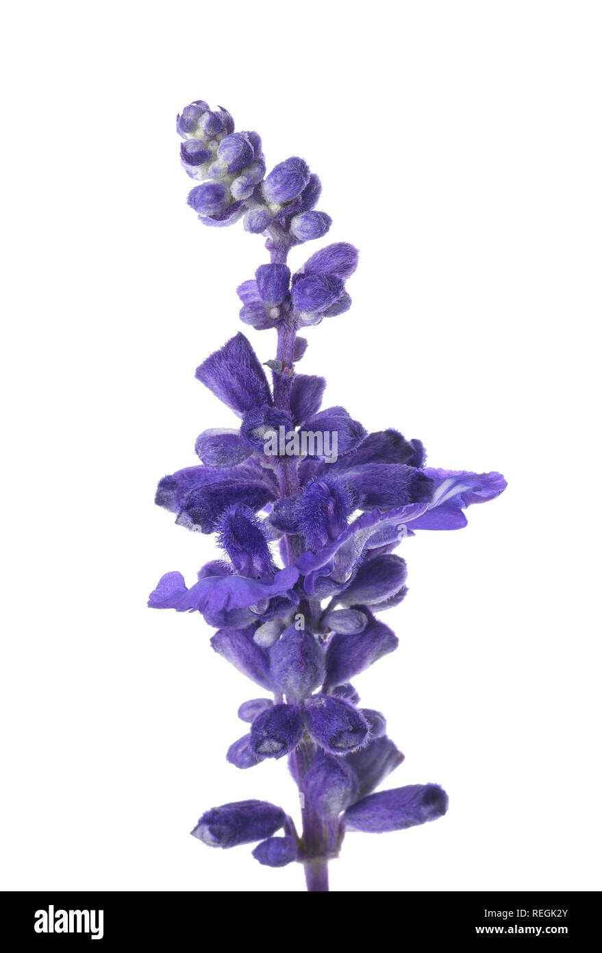 Mealycup sage flower isolated on white background Banque D'Images