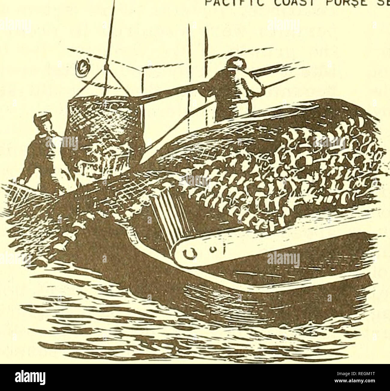 . Examen de la pêche commerciale. La pêche, le commerce du poisson. 12 à l'appât vivant critique Période de juillet et août. Lors d'une réunion de la Commission à San Diego le 25 juillet 1969, DFG Réalisateur Ray Arnett a dit, "j'estime que nous avons maintenant suffisamment de connaissances sur les mouvements d'anchois et la réduction et l'appât vivant pour la pêche La pêche de l'état qu'une réduction de la magni- tude a proposé n'a aucun effet sur la pêche à l'appât vivant." Il a dit que la pêche de poisson-appât live 1968 est le meilleur jamais enregistré. "Pour aider à comprendre le comportement de déplacement d'anchois," dit-il, "un programme de marquage a été amorcé en mars o Banque D'Images